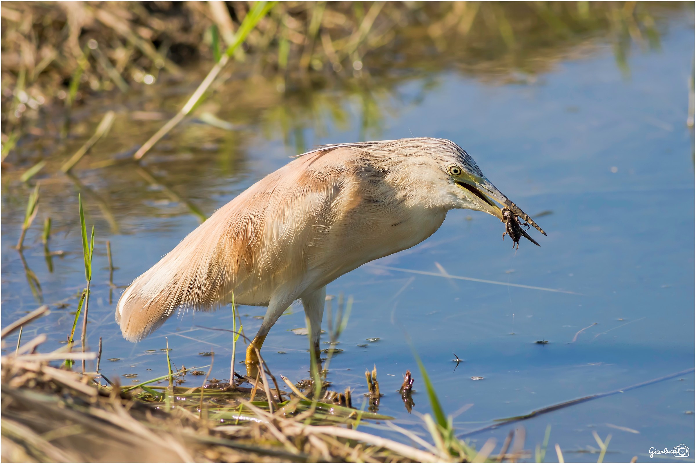 Sgarza ciuffetto con preda (Grillo talpa)