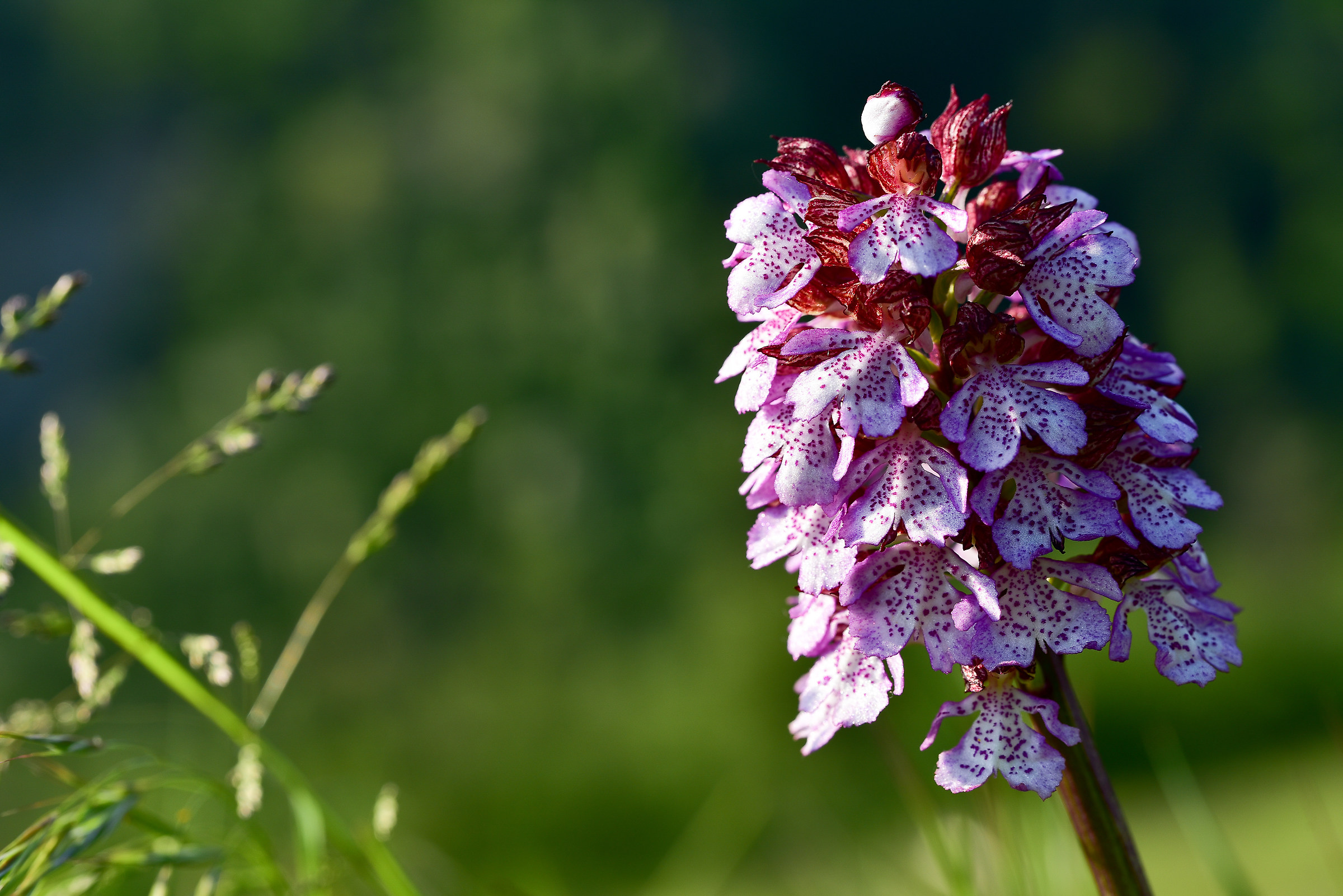 Orchidea sui colli bolognesi