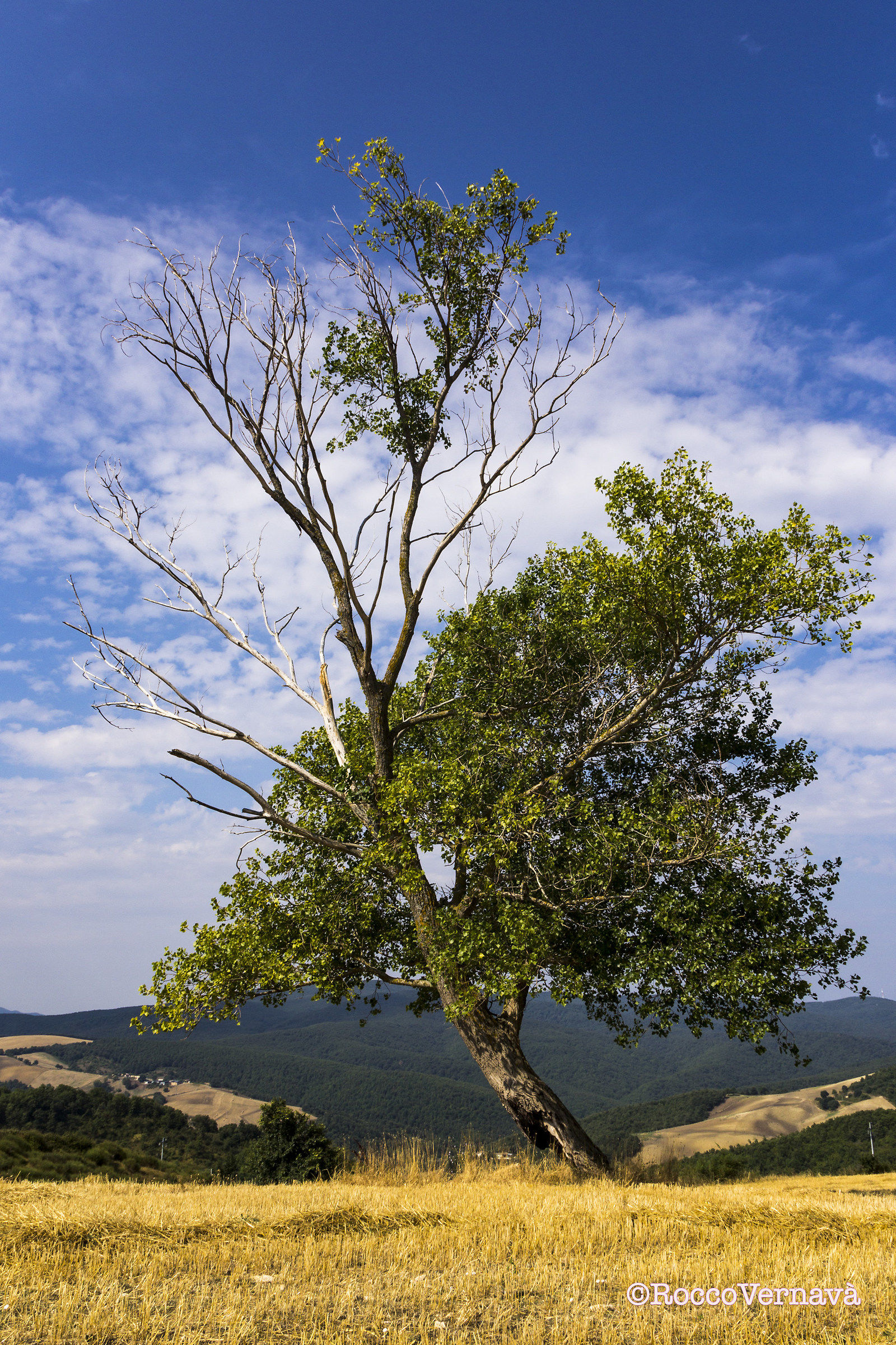 Solo un albero, però...
