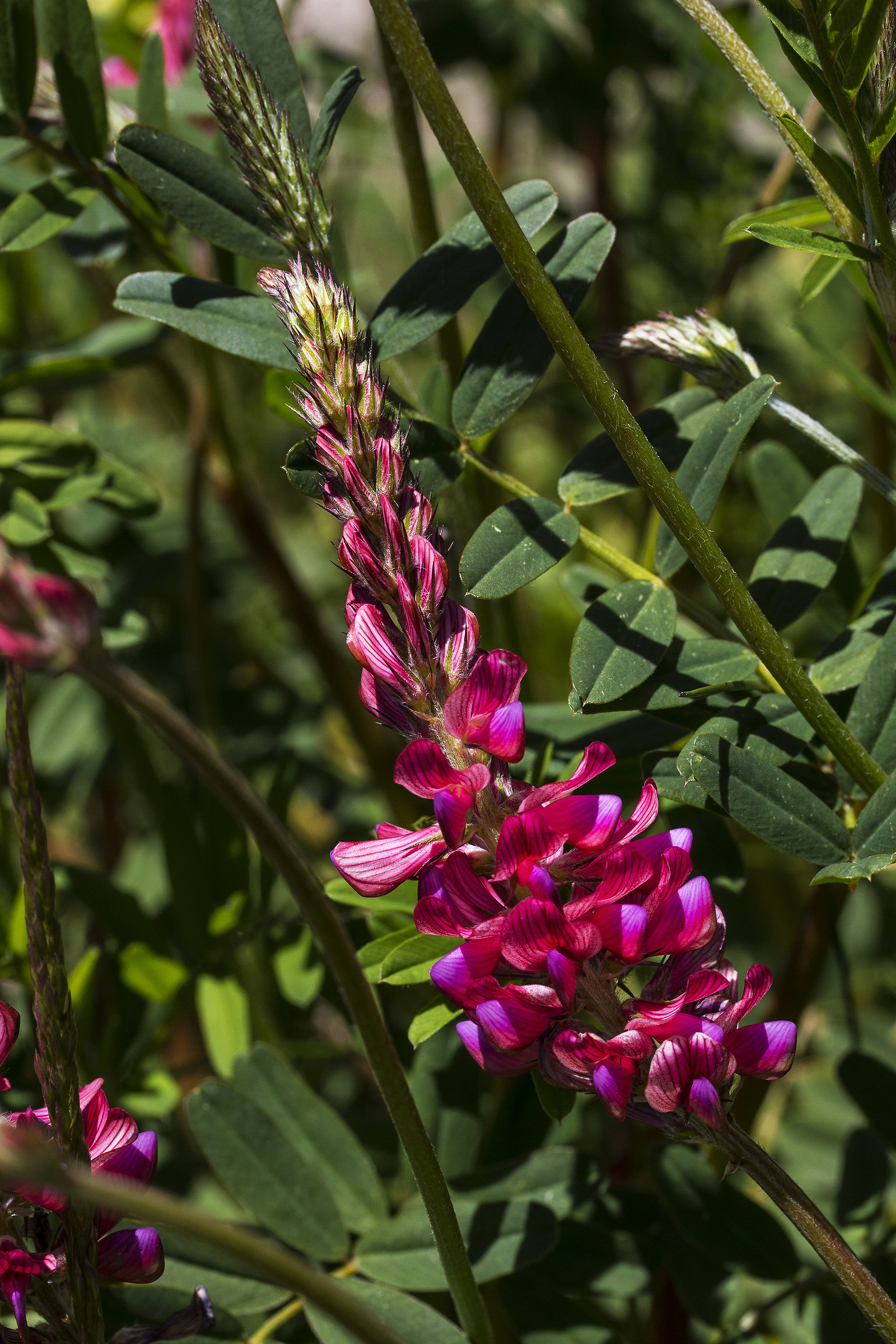 Dolomites, flower meadow.