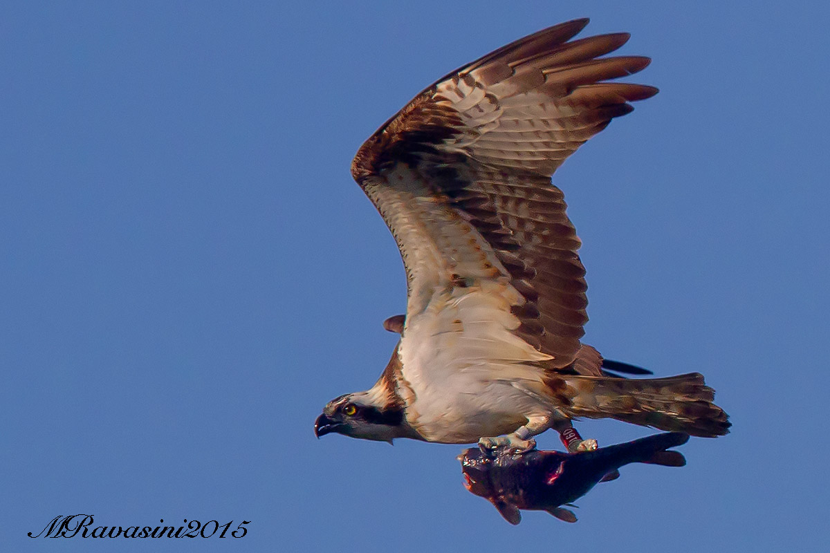 Falco pescatore lettone con carpa