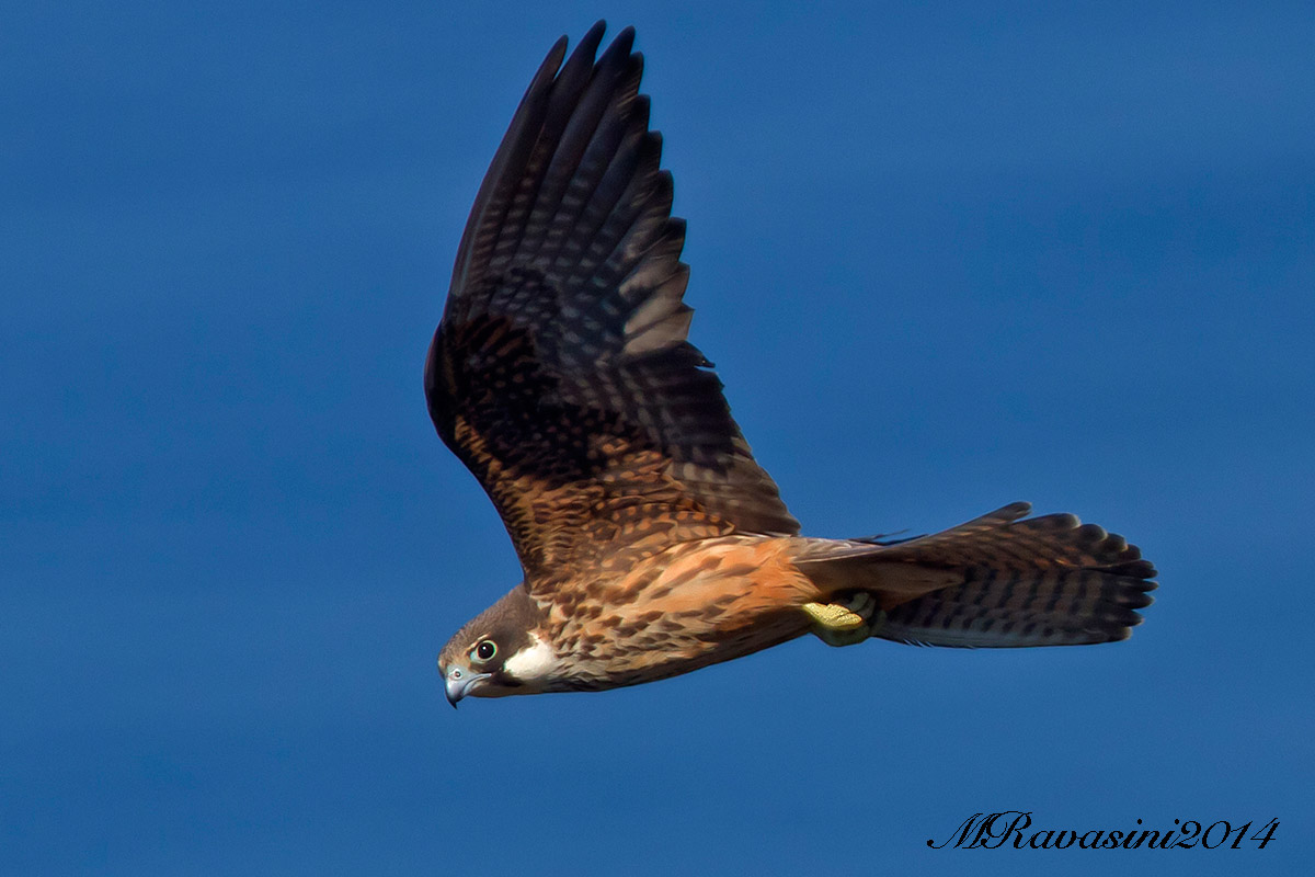 Falco della regina, femmina adulta