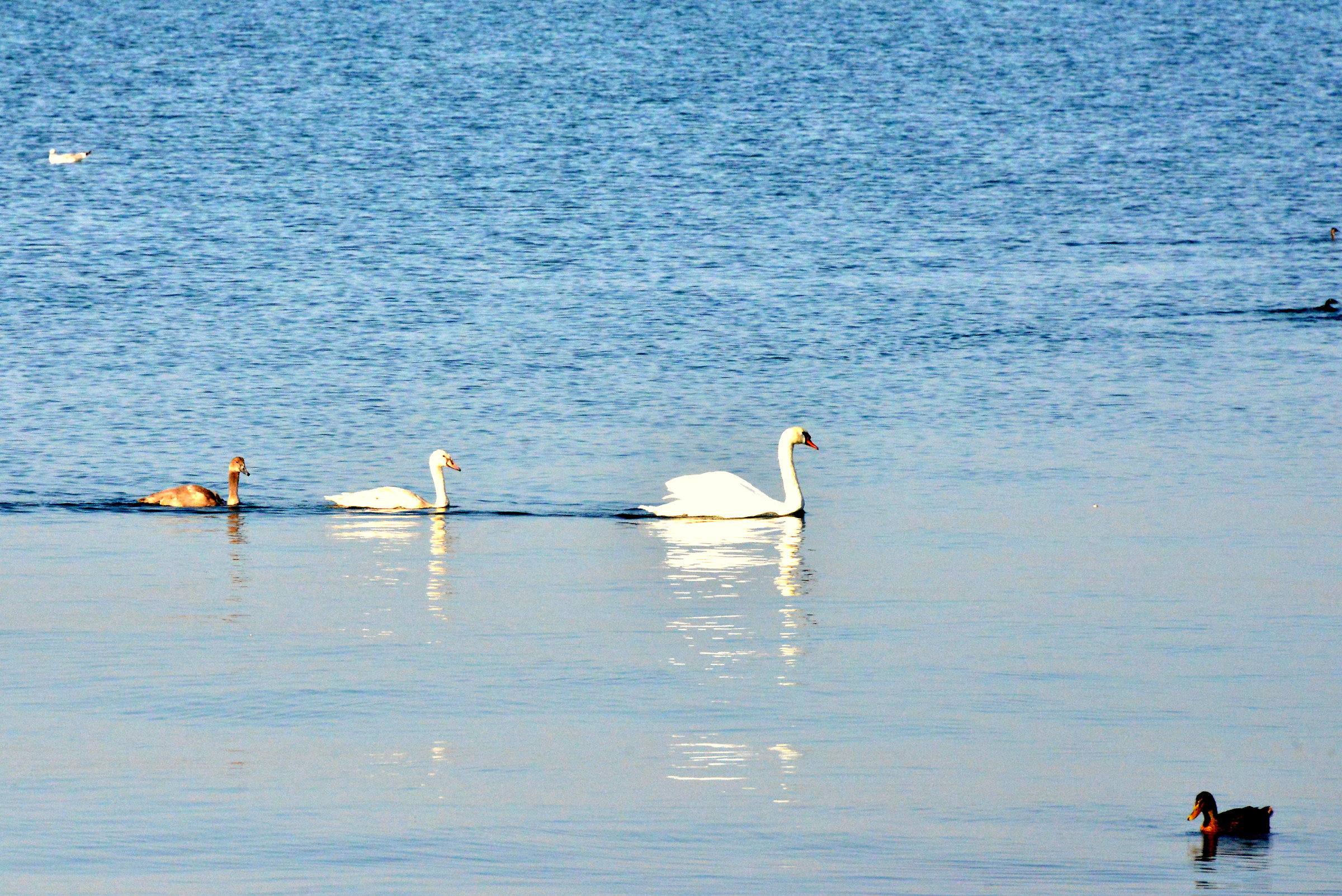 family of swans