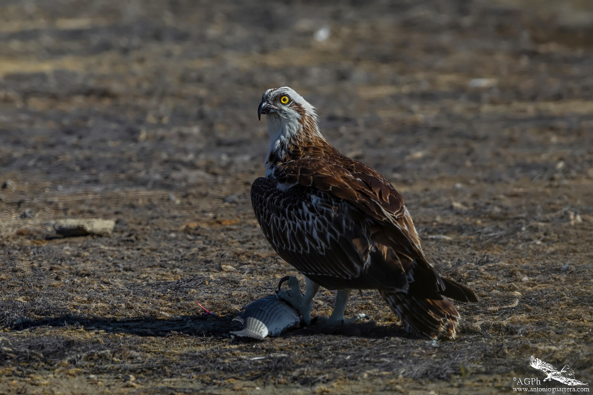 Magnificent predator - Osprey