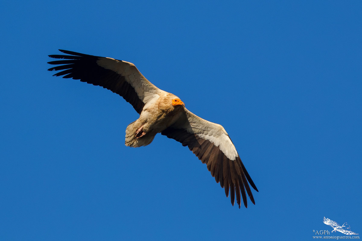 Egyptian vulture