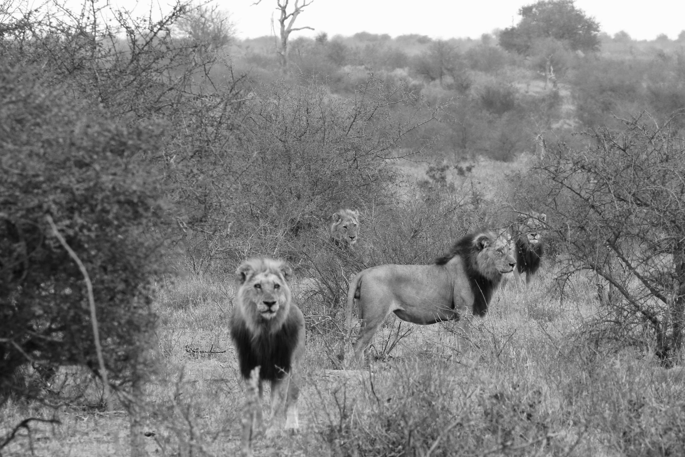 the three Musketeers