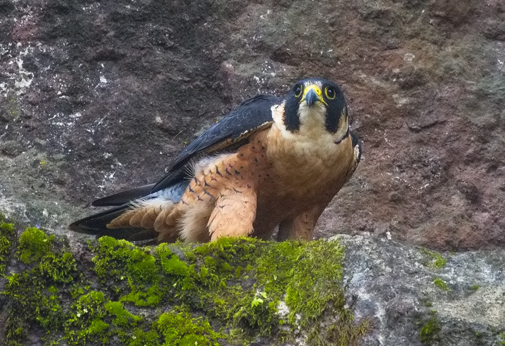 Peregrine Falcon.