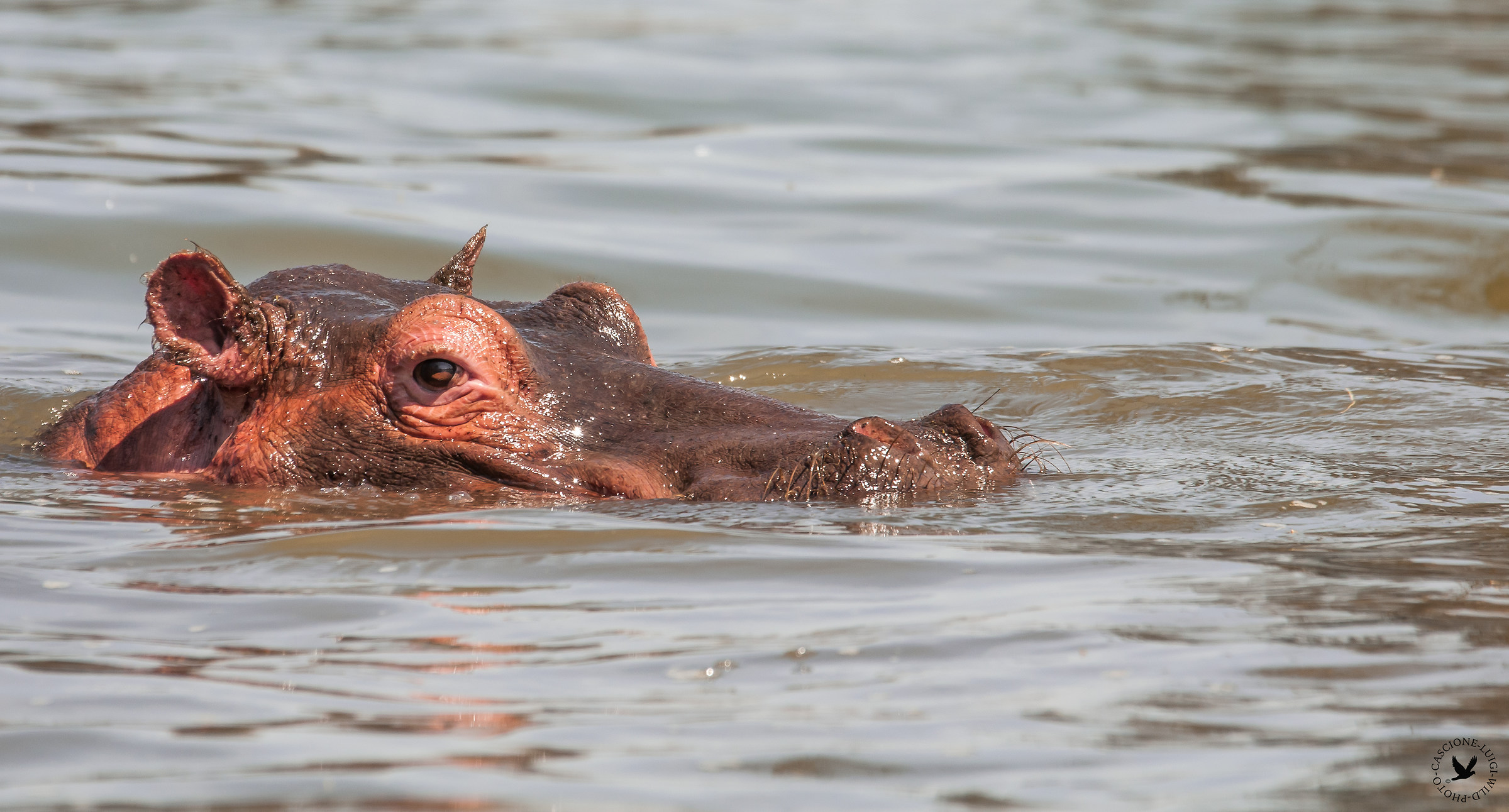 ( lake baringo)