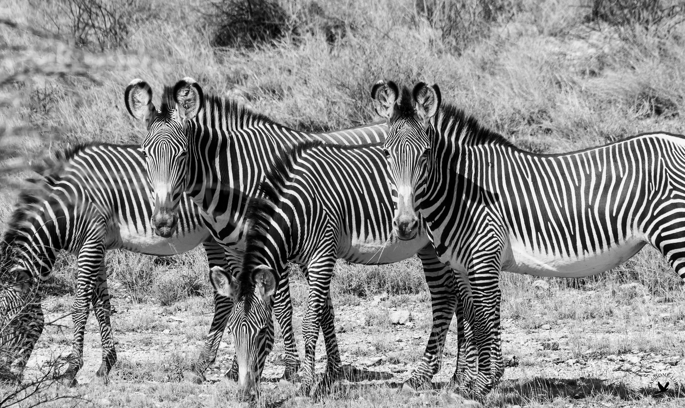 le zebre di grevy