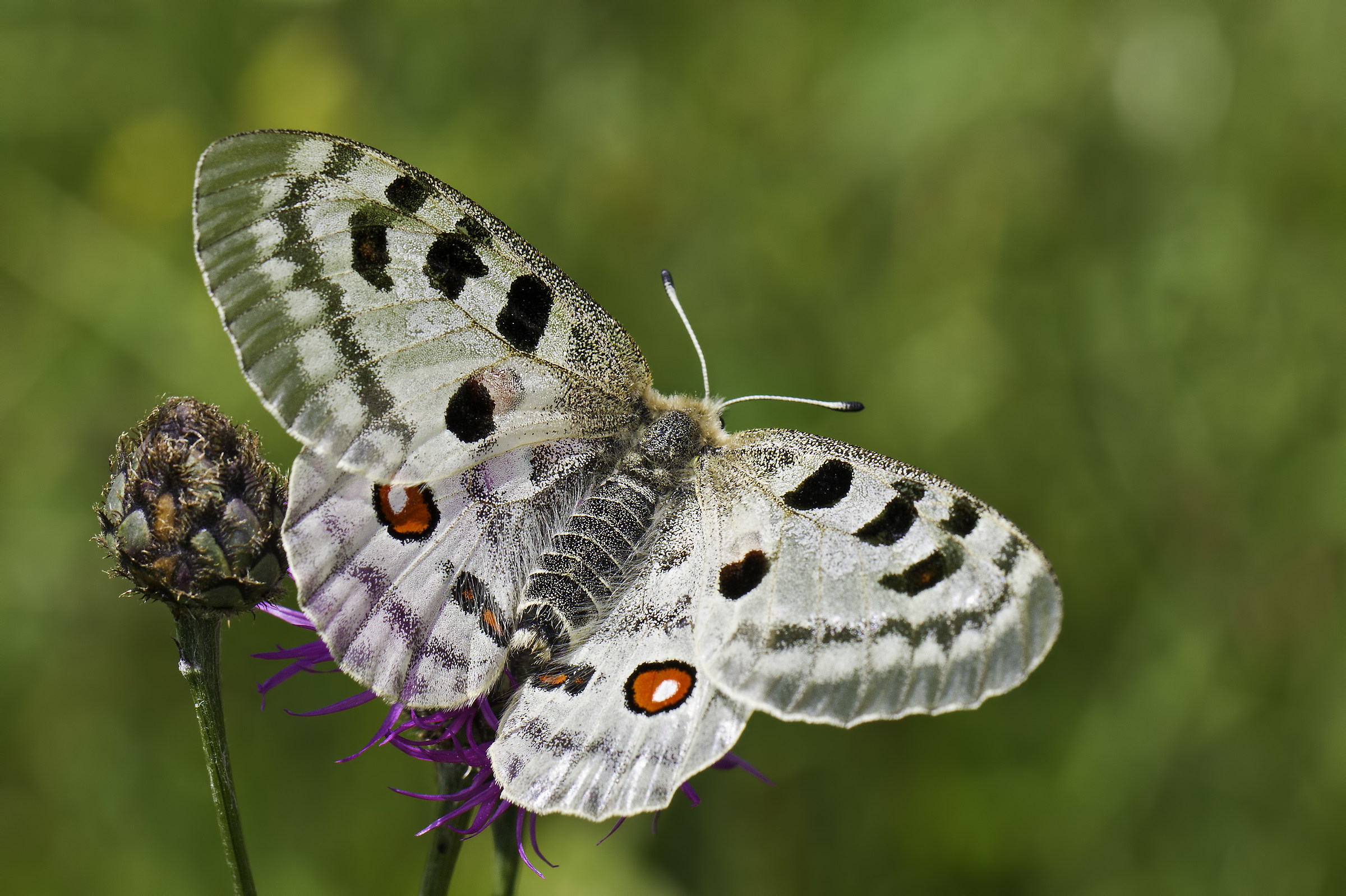 Parnassius apollo