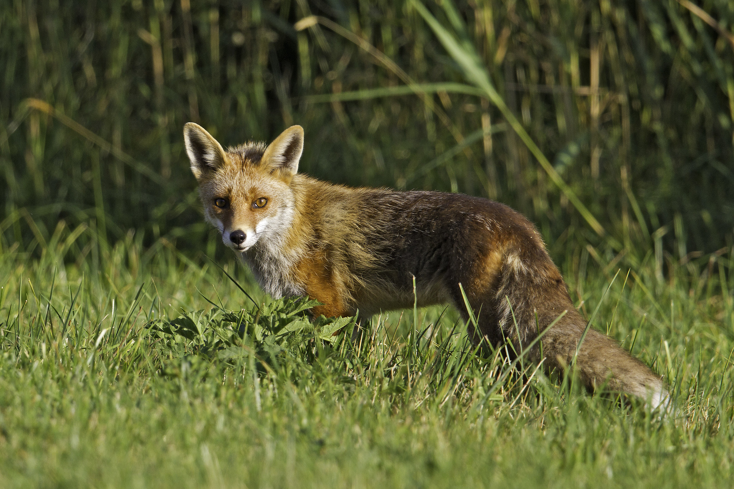 Vulpes vulpes