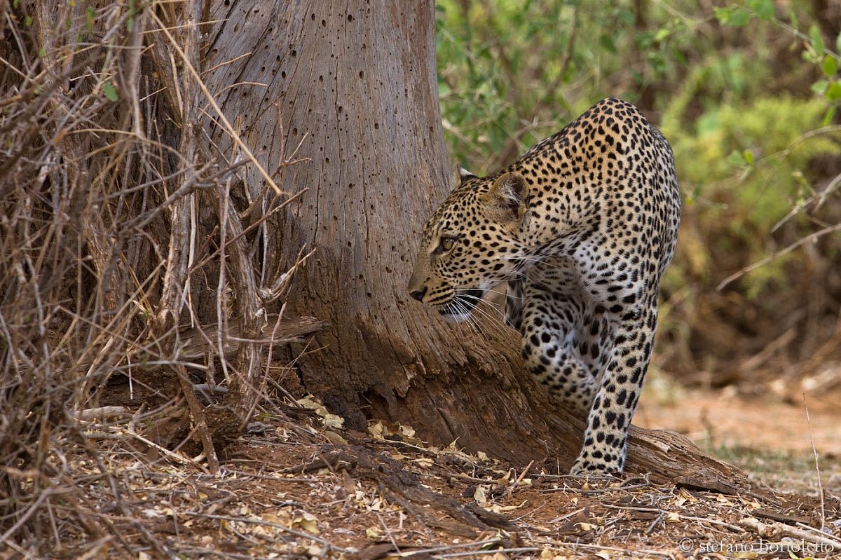 Leopardo Samburu 02