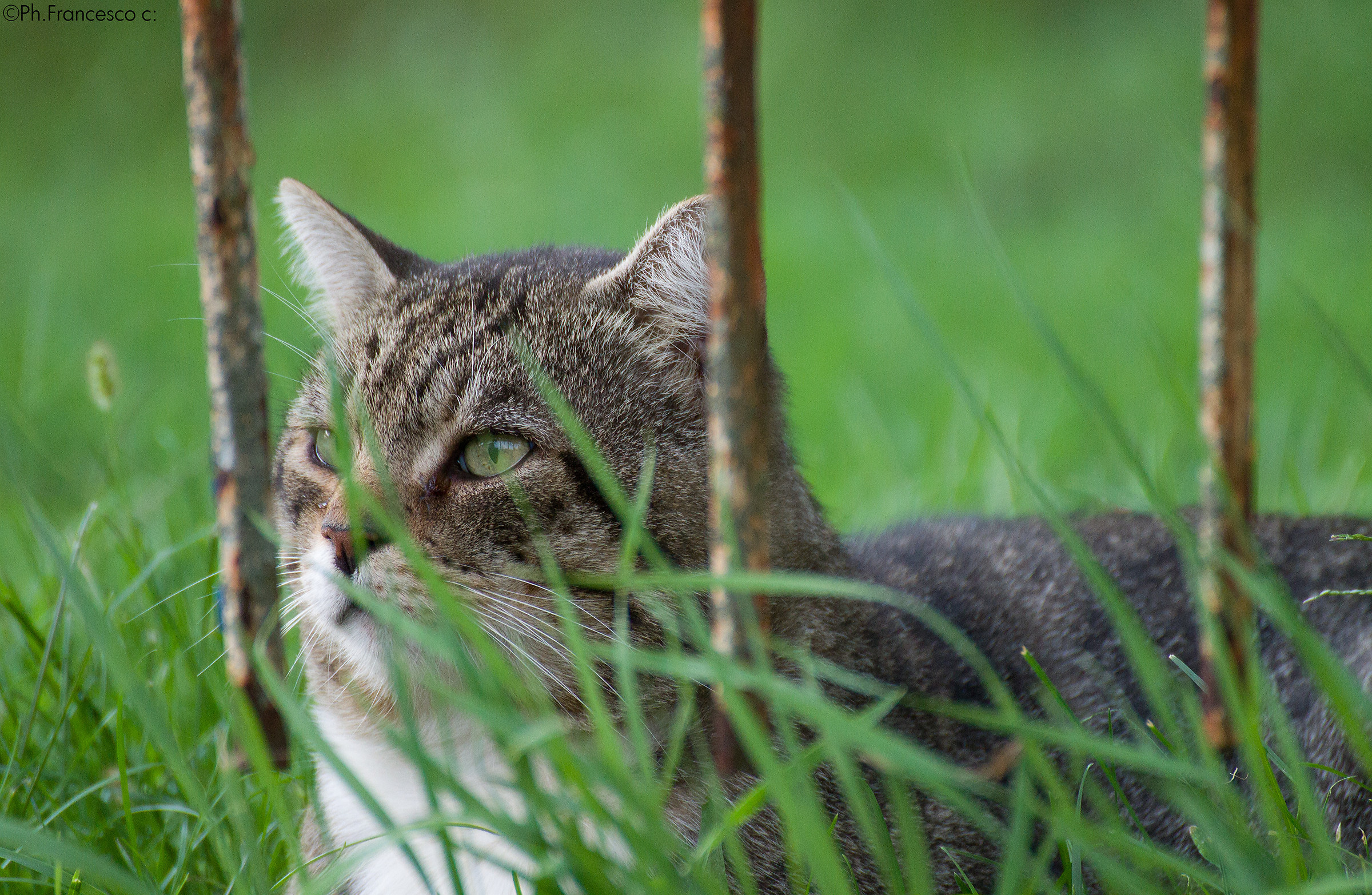 Un nuovo amico a 4 zampe :)