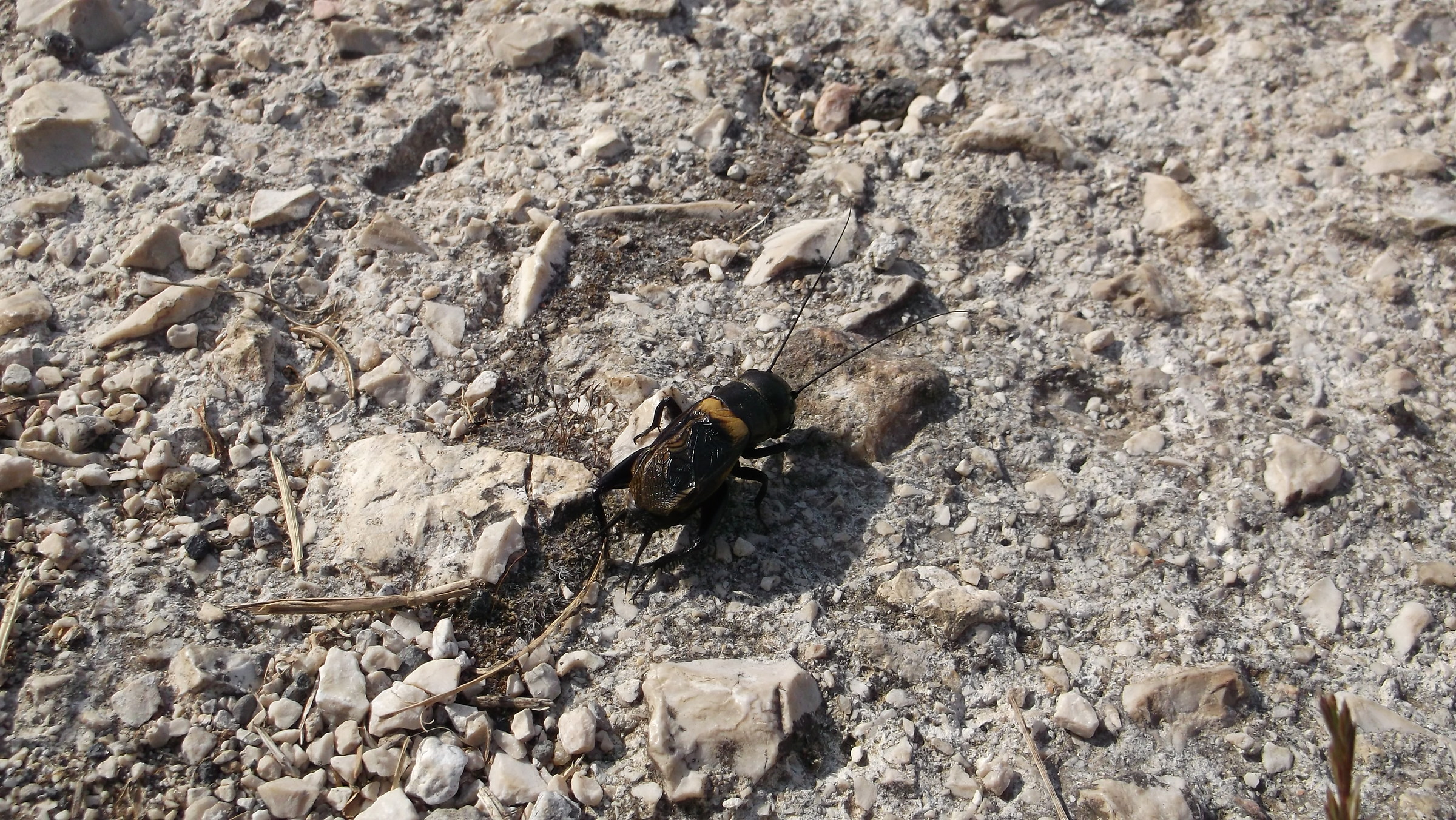 Ed egli solitario se ne va...