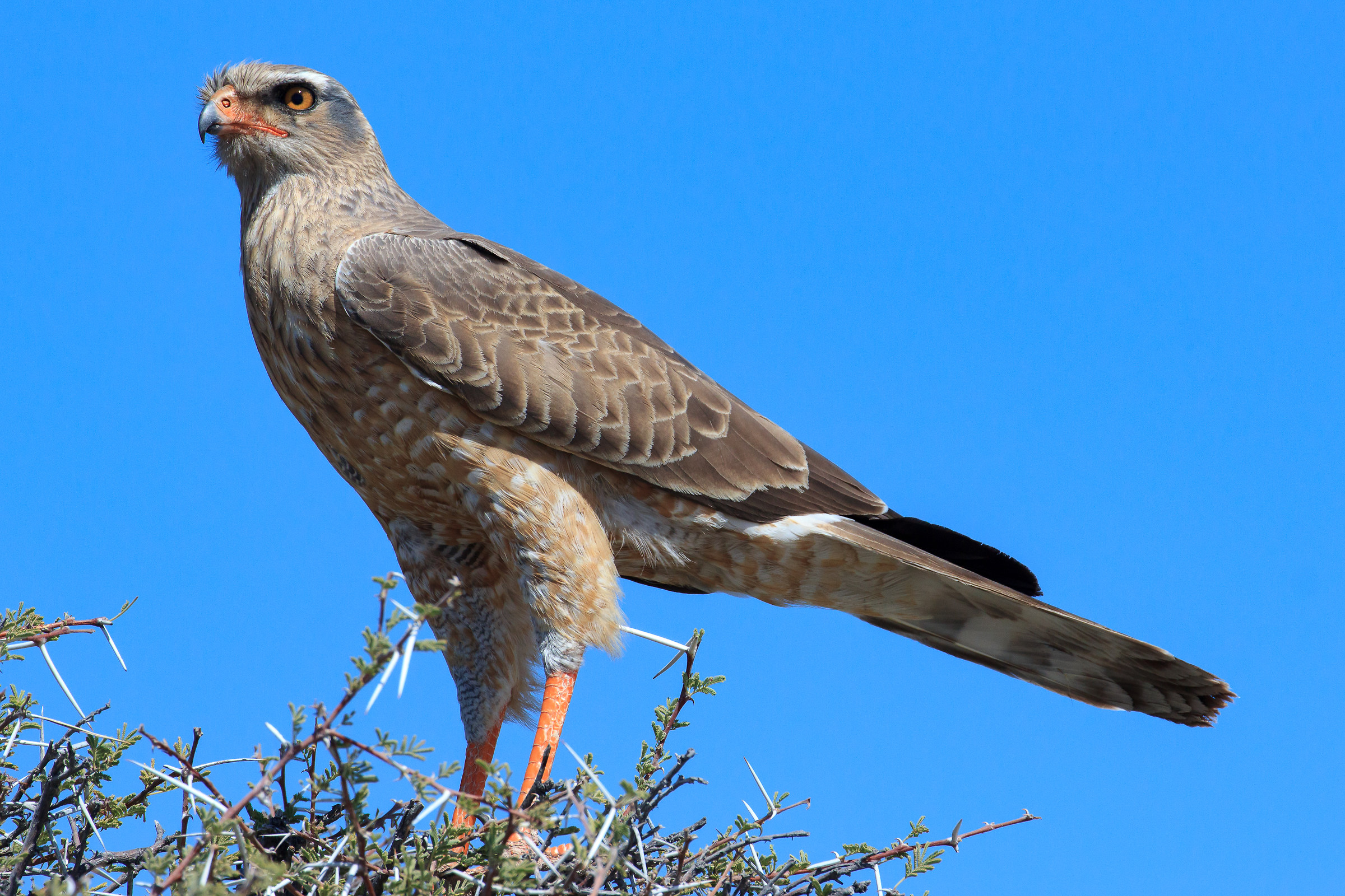 Aquila - Etosha Park (Namibia)