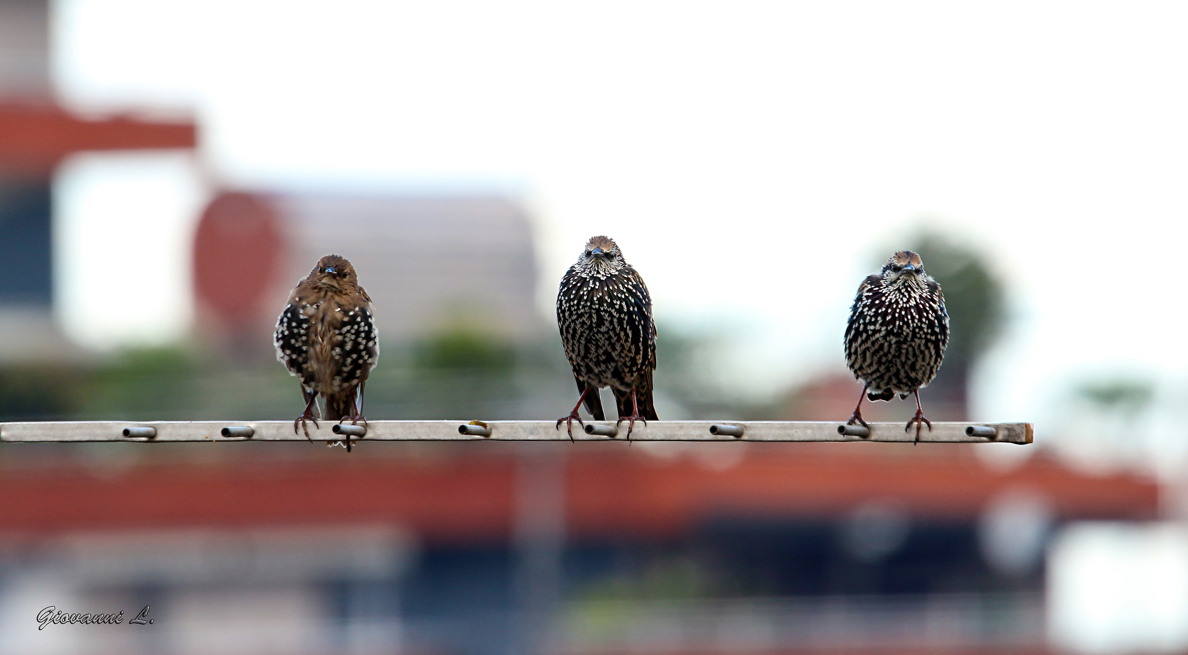 The Three Little Stornellin :)