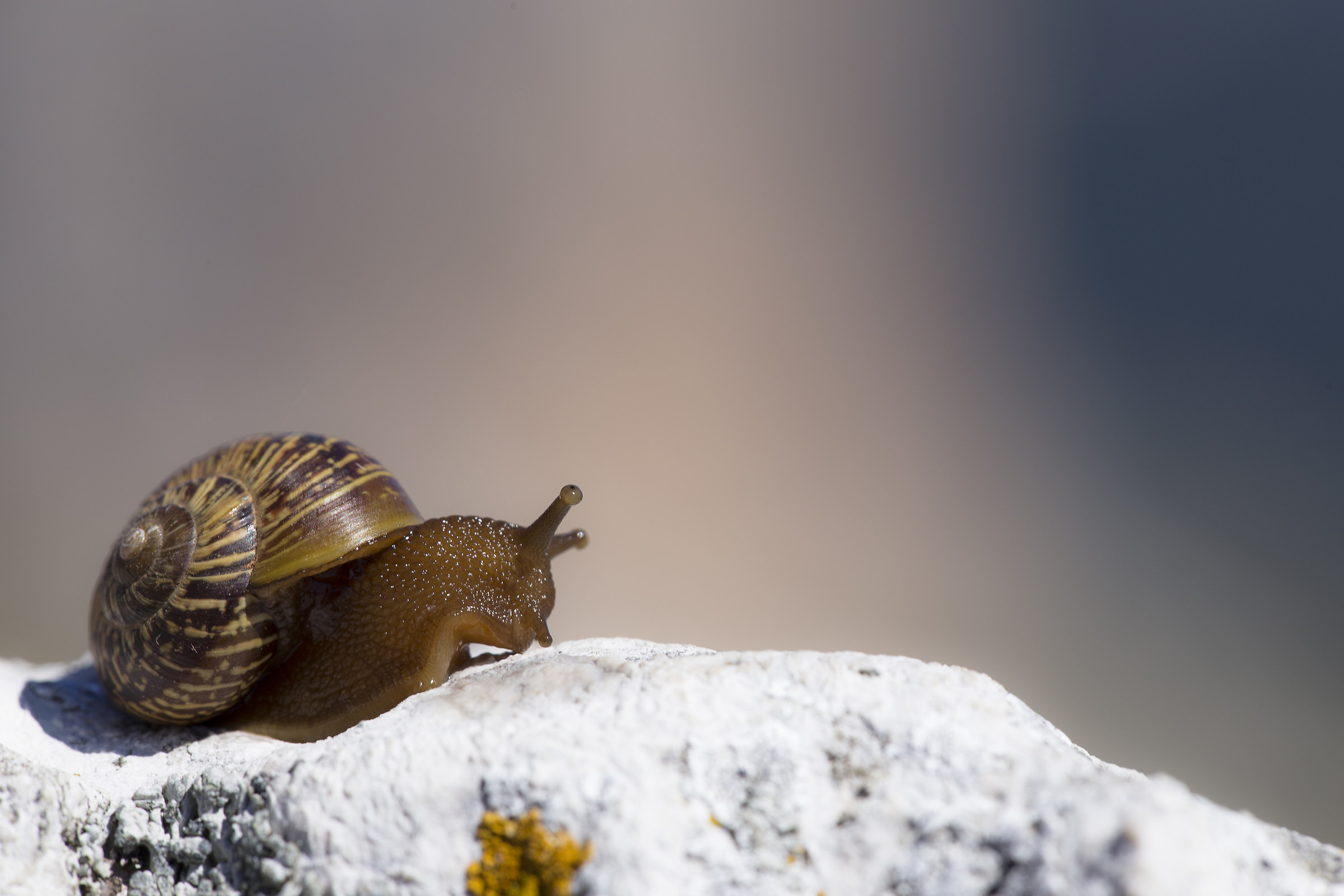 lento come il movimento