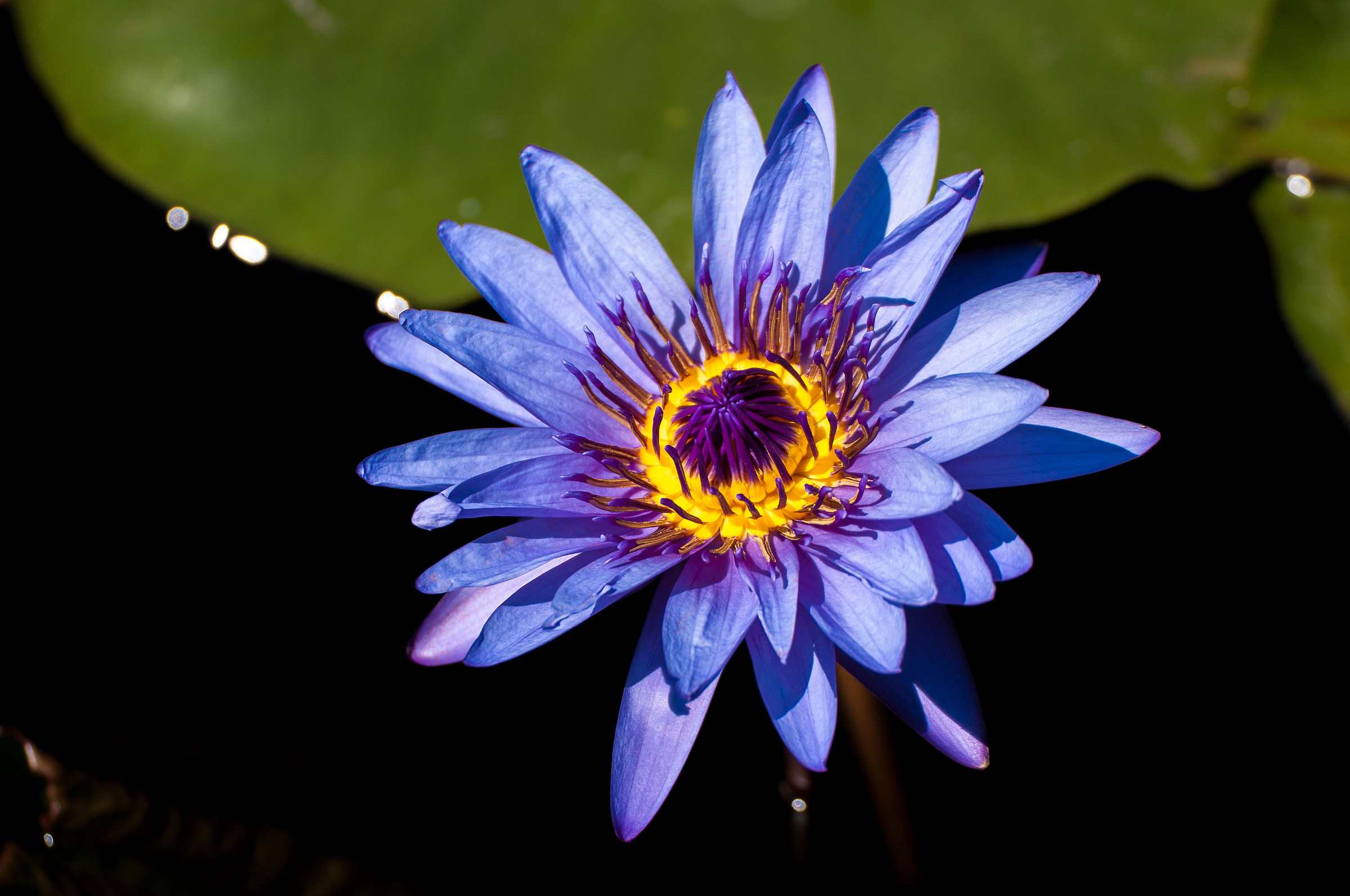 Blue water lily