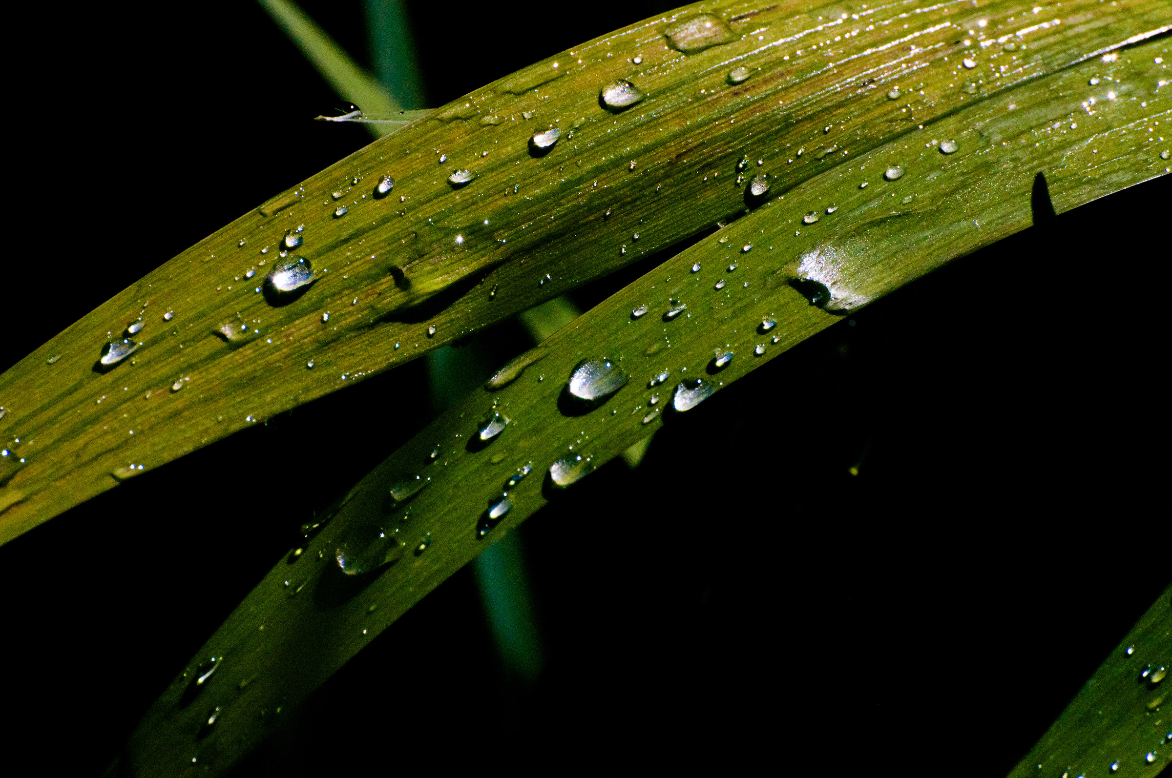 Drops on leaf