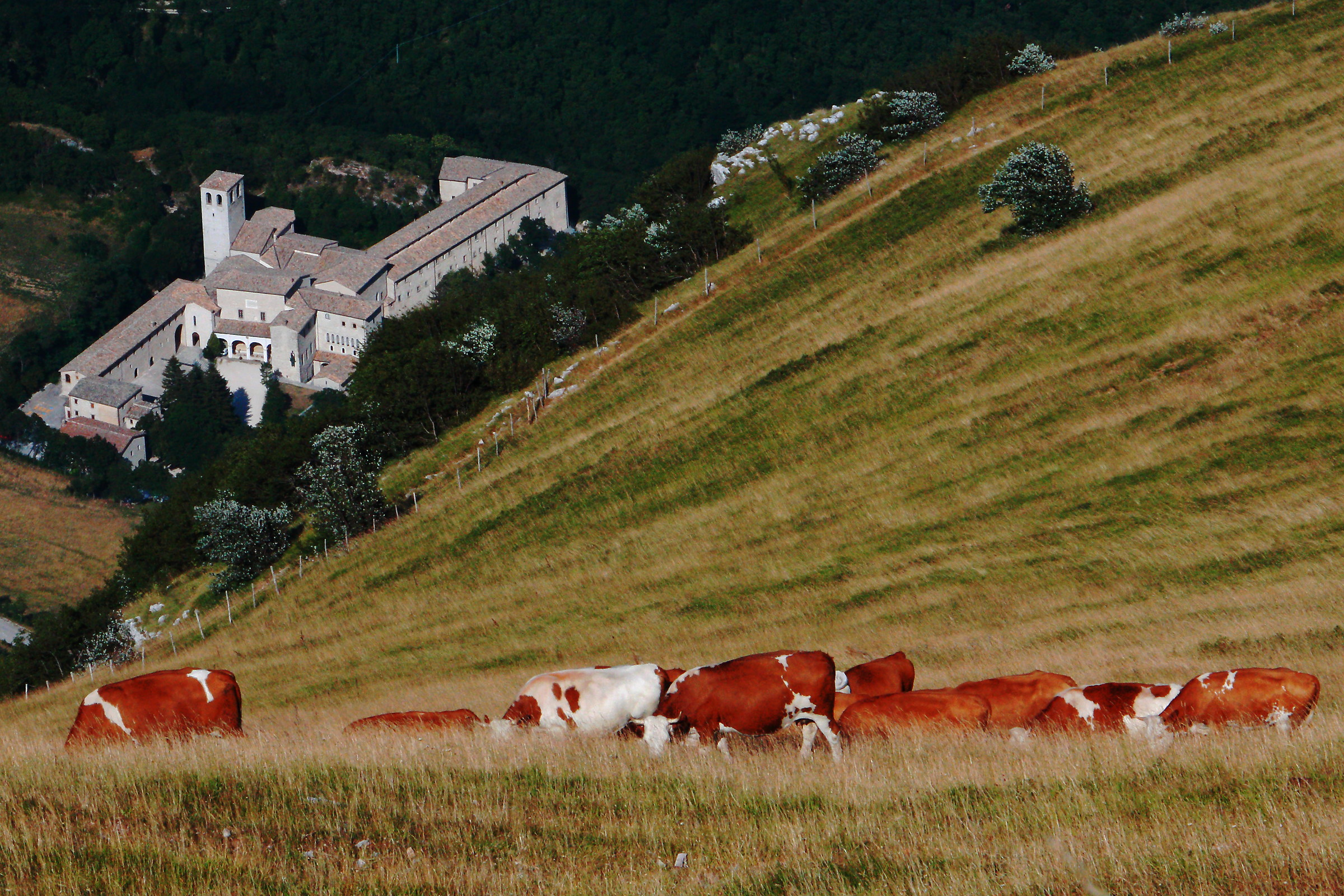 Mucche dell'Avellana