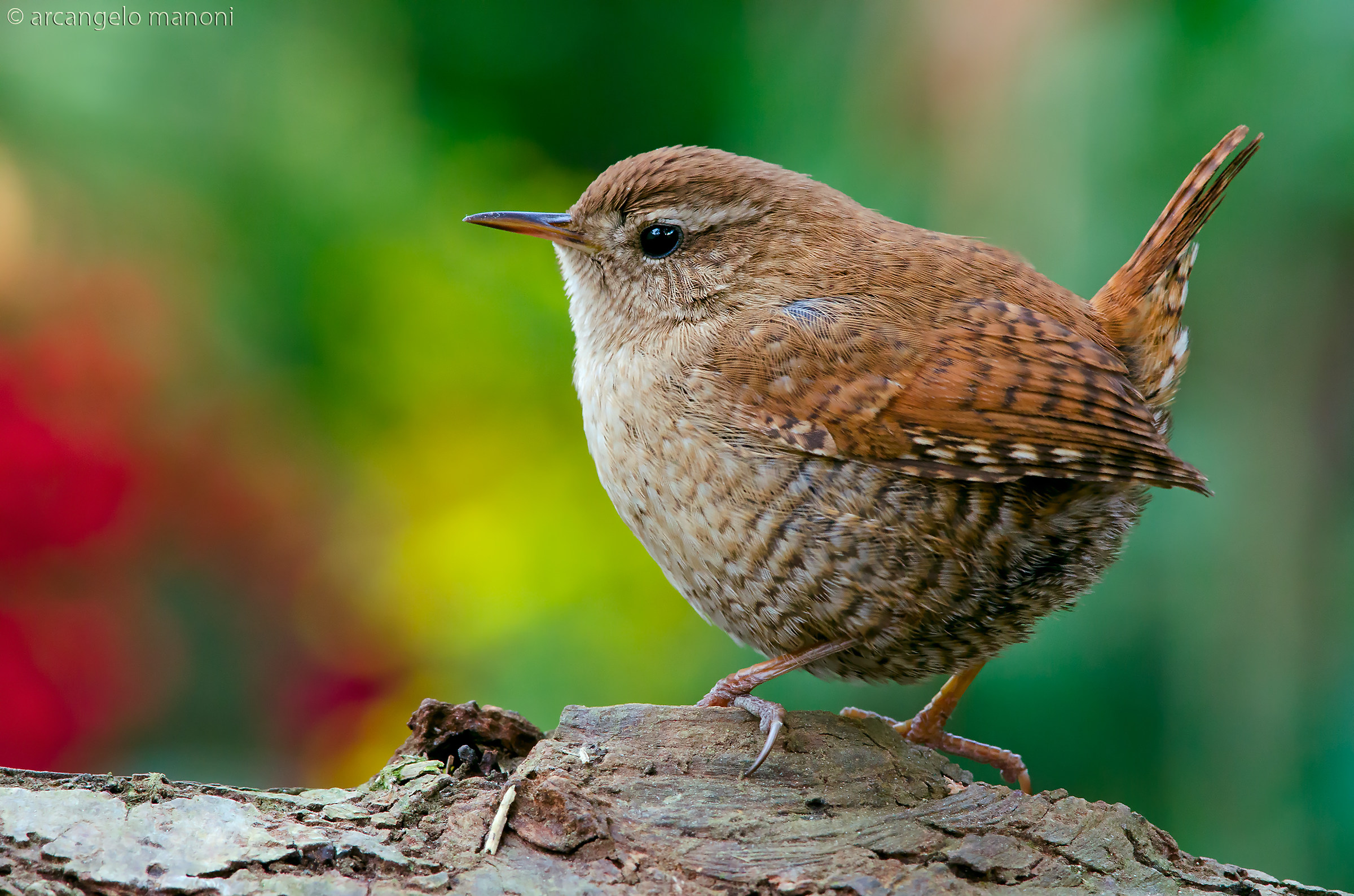 Lo splendore dello scricciolo