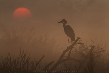 Ardea cinerea