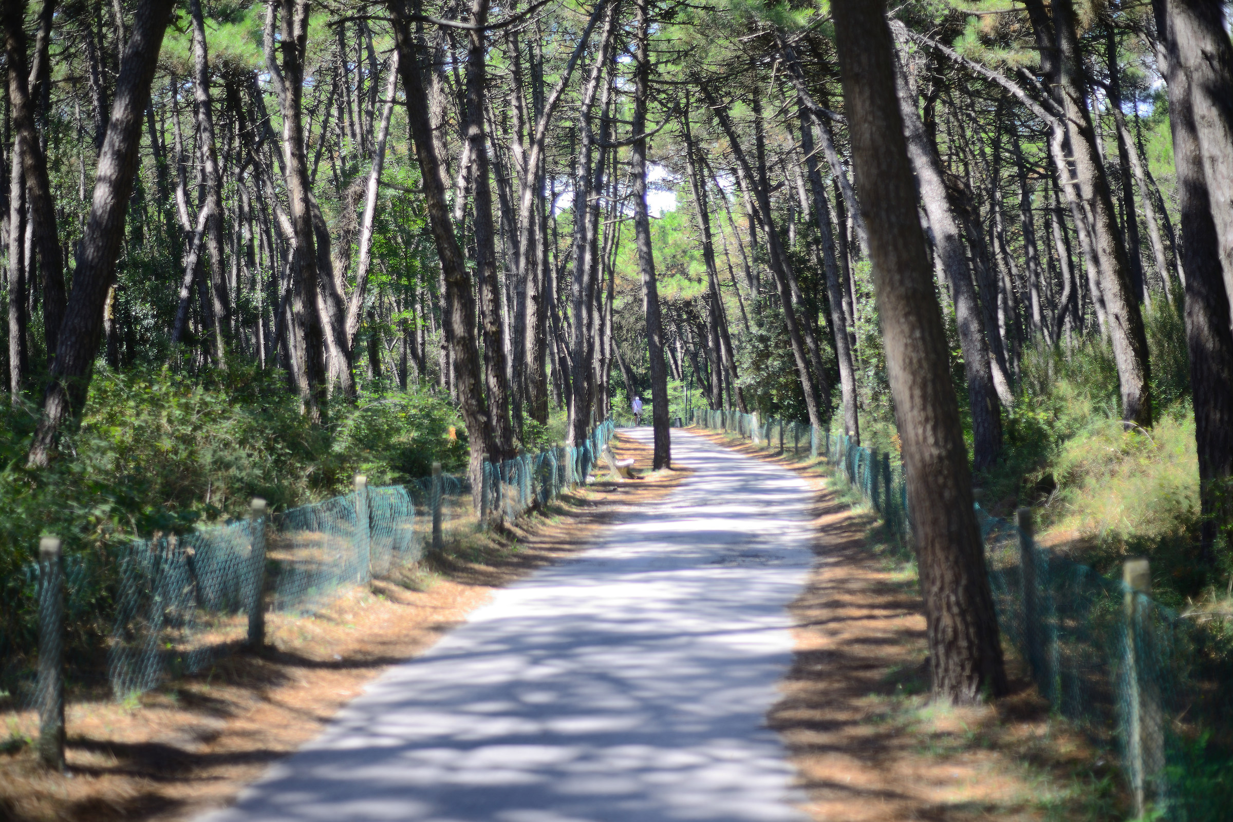 pineta di ravenna riserva naturale