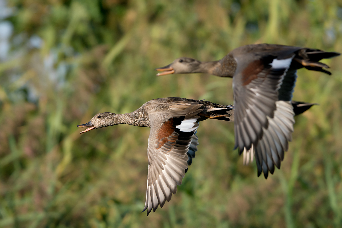 Flight Gadwalls