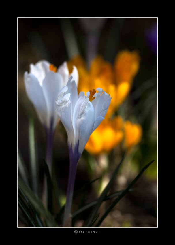 Crocus