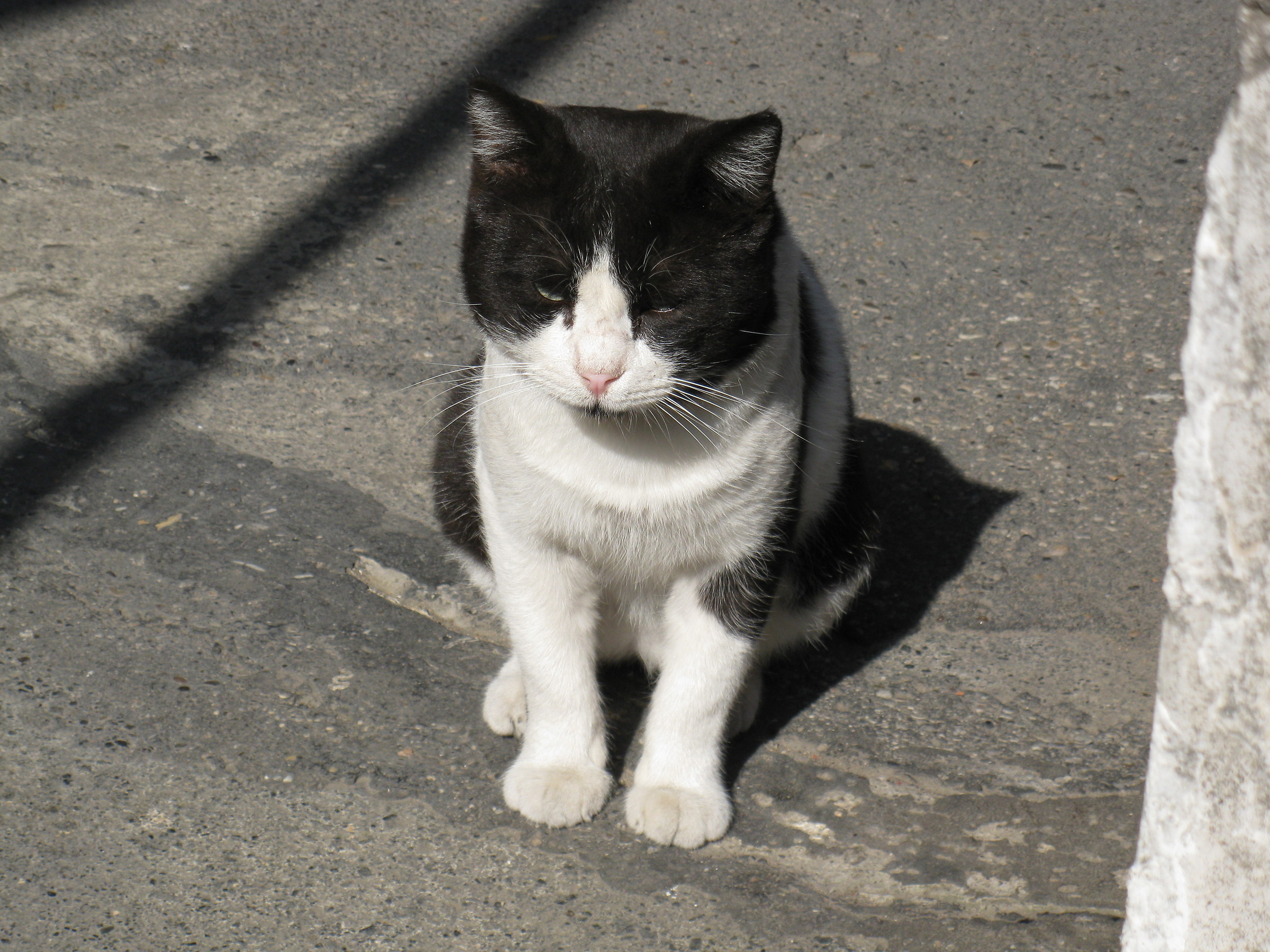 Sarchiapone, micio mangione