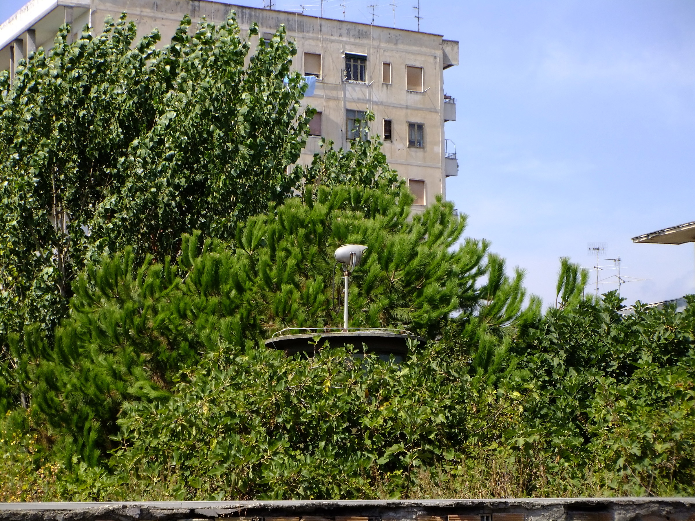 Spunta qualcosa dal verde...