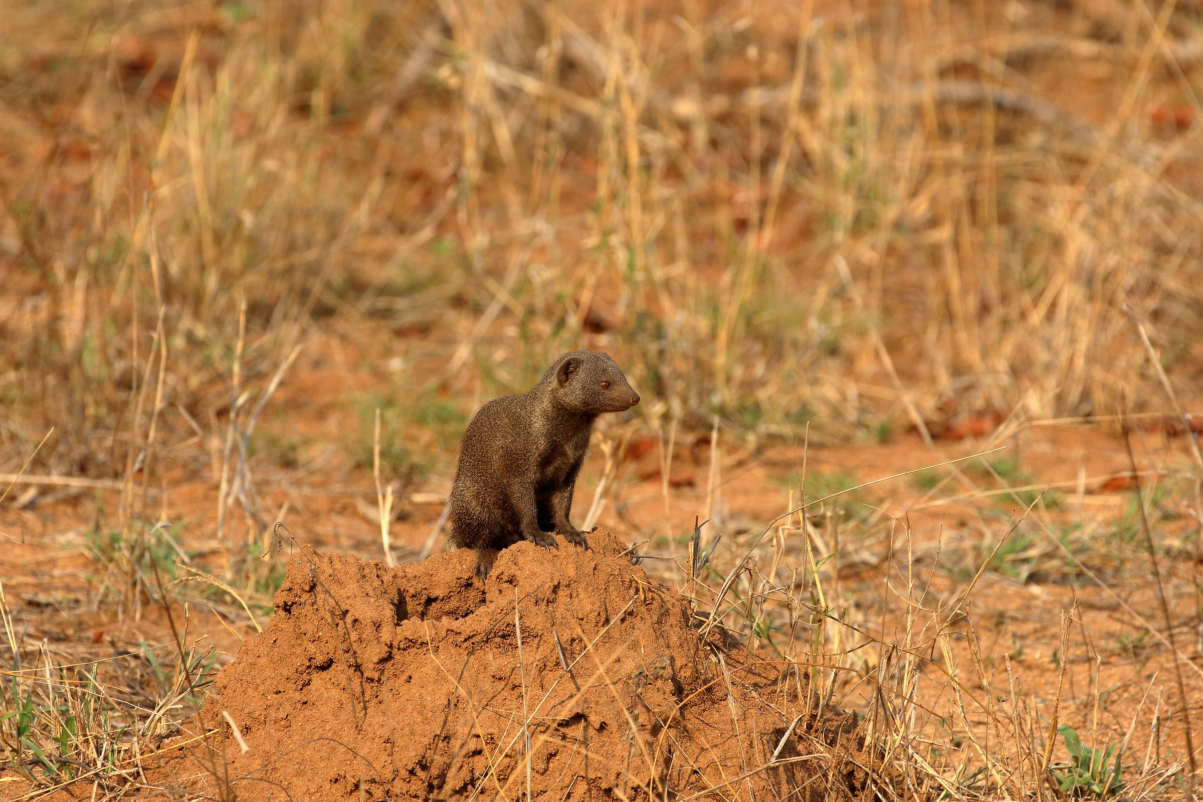 dwarf mongoose