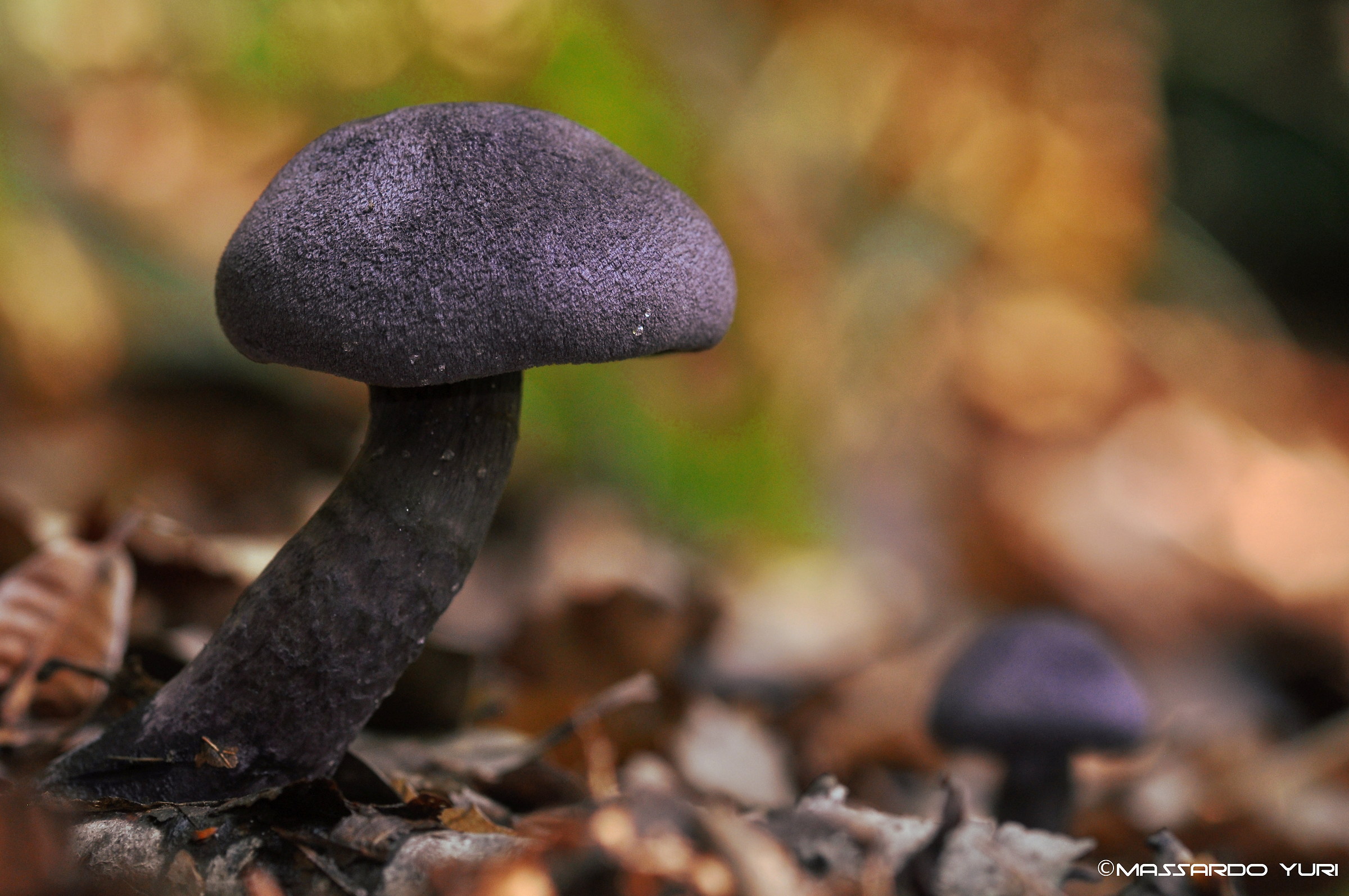 Cortinarius violaceus