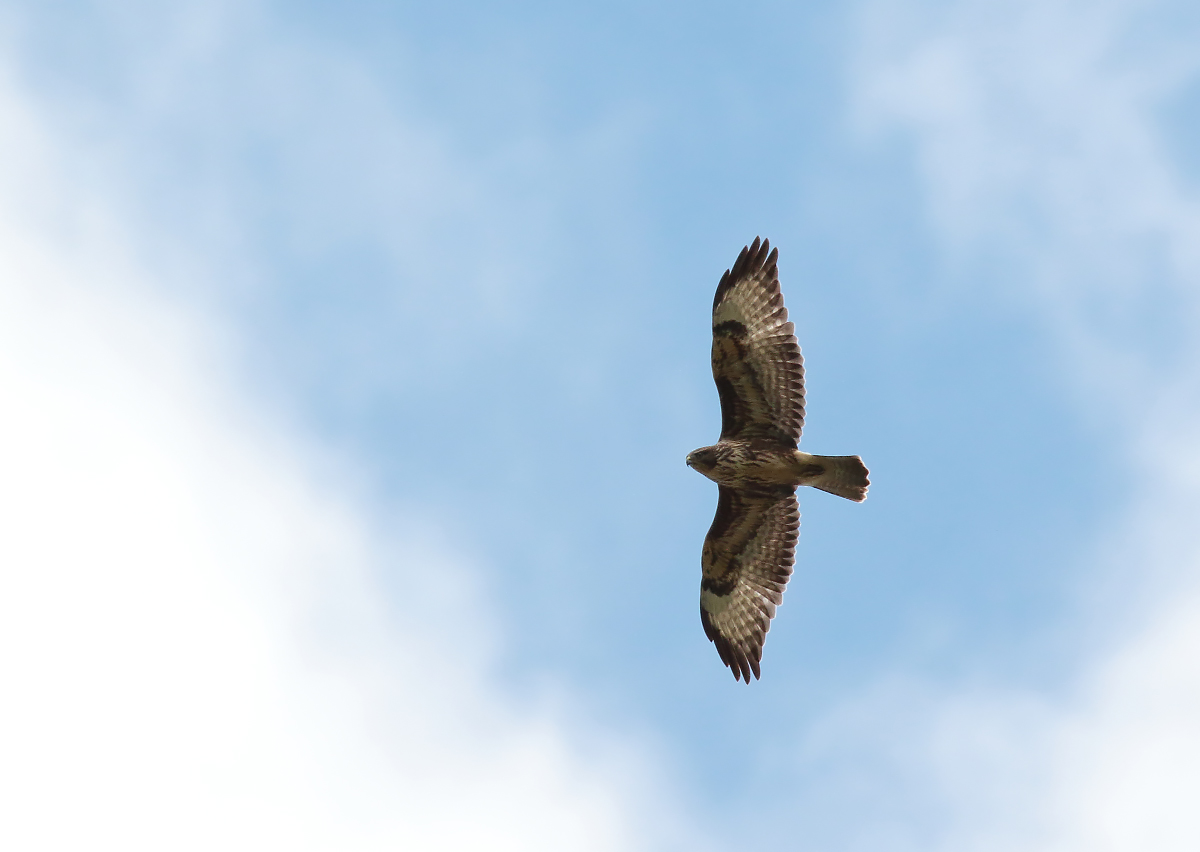 Buzzard