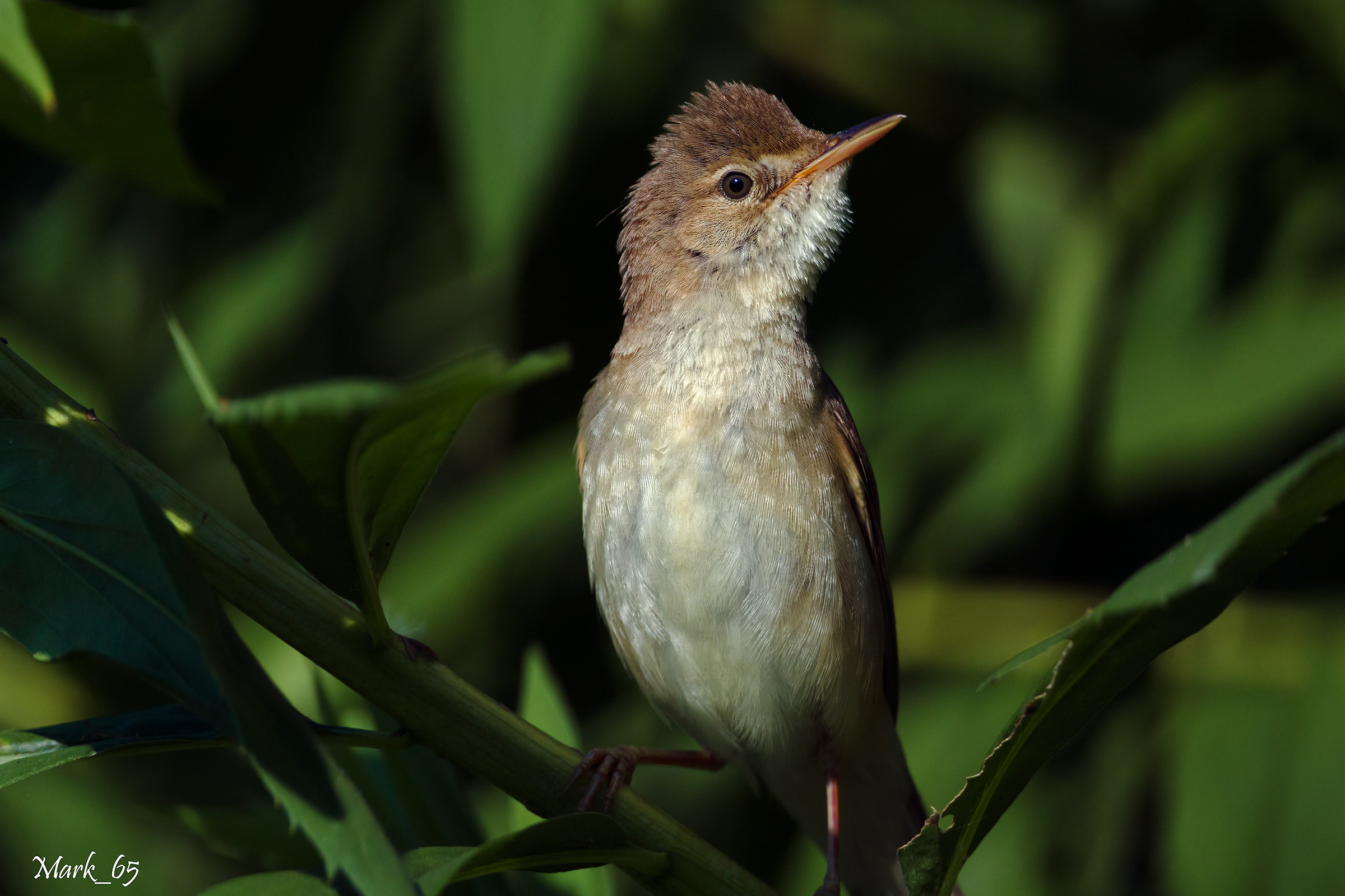 Reed warbler ... Featured