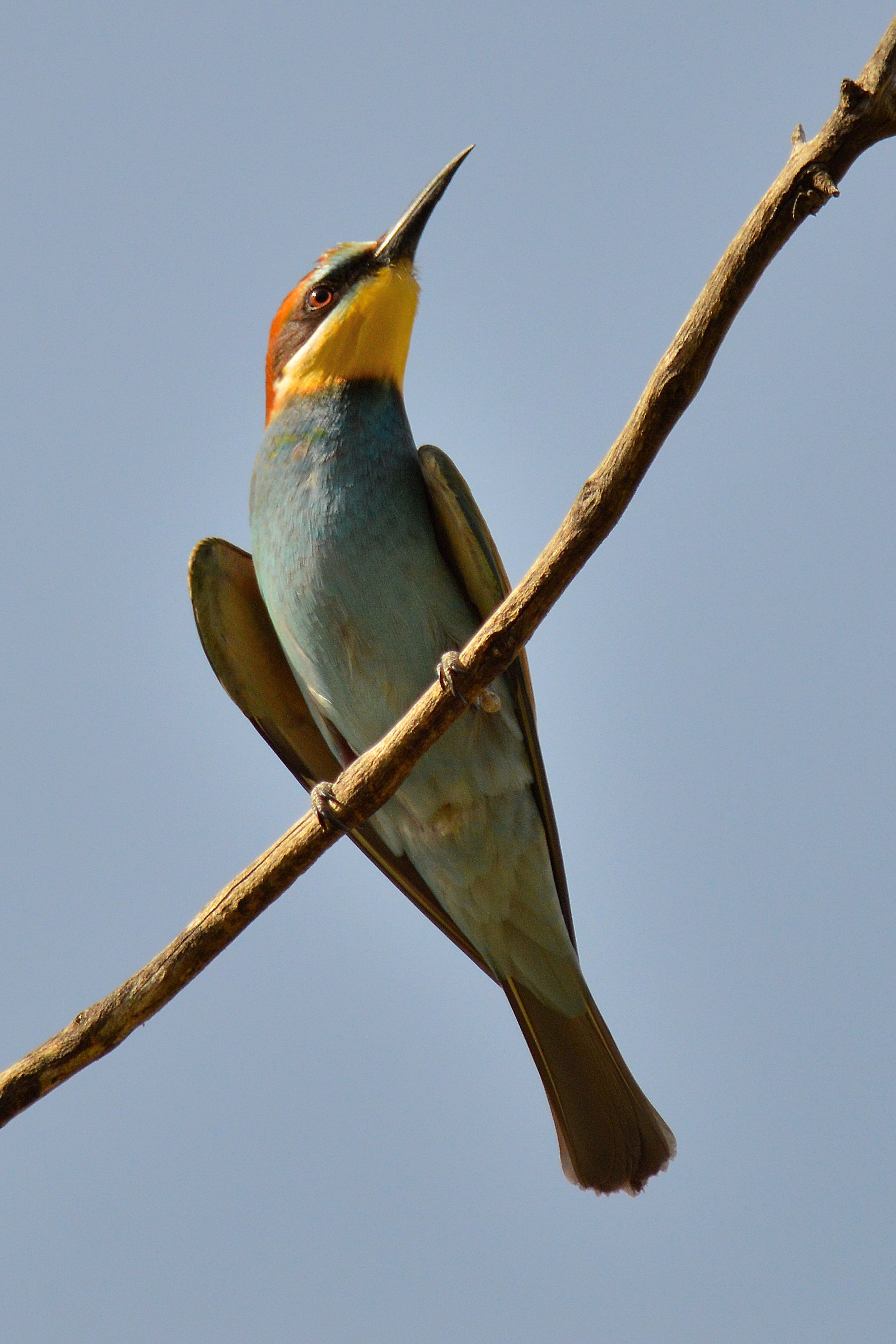 Eater - Merops apiaster
