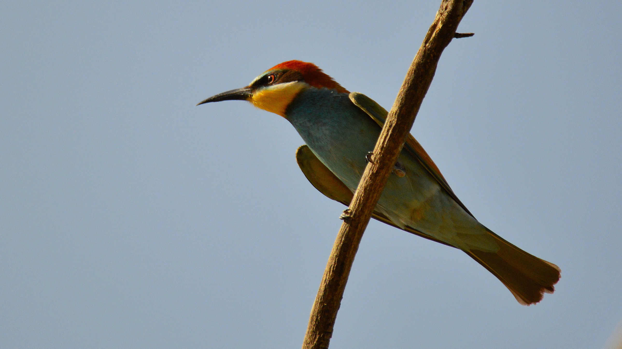 Eater - Merops apiaster