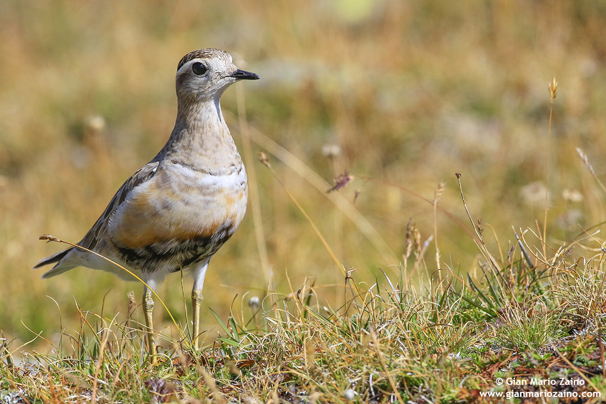 Charadrius morinellus / Dotterel