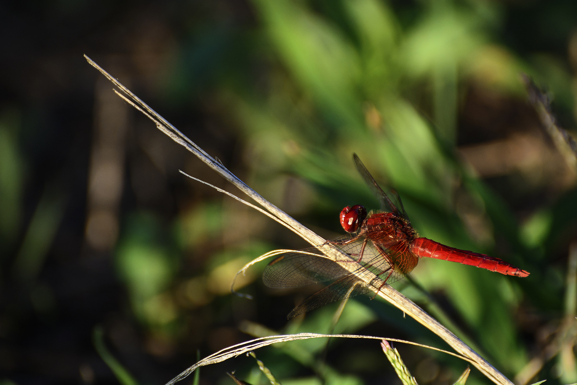 Red dragonfly