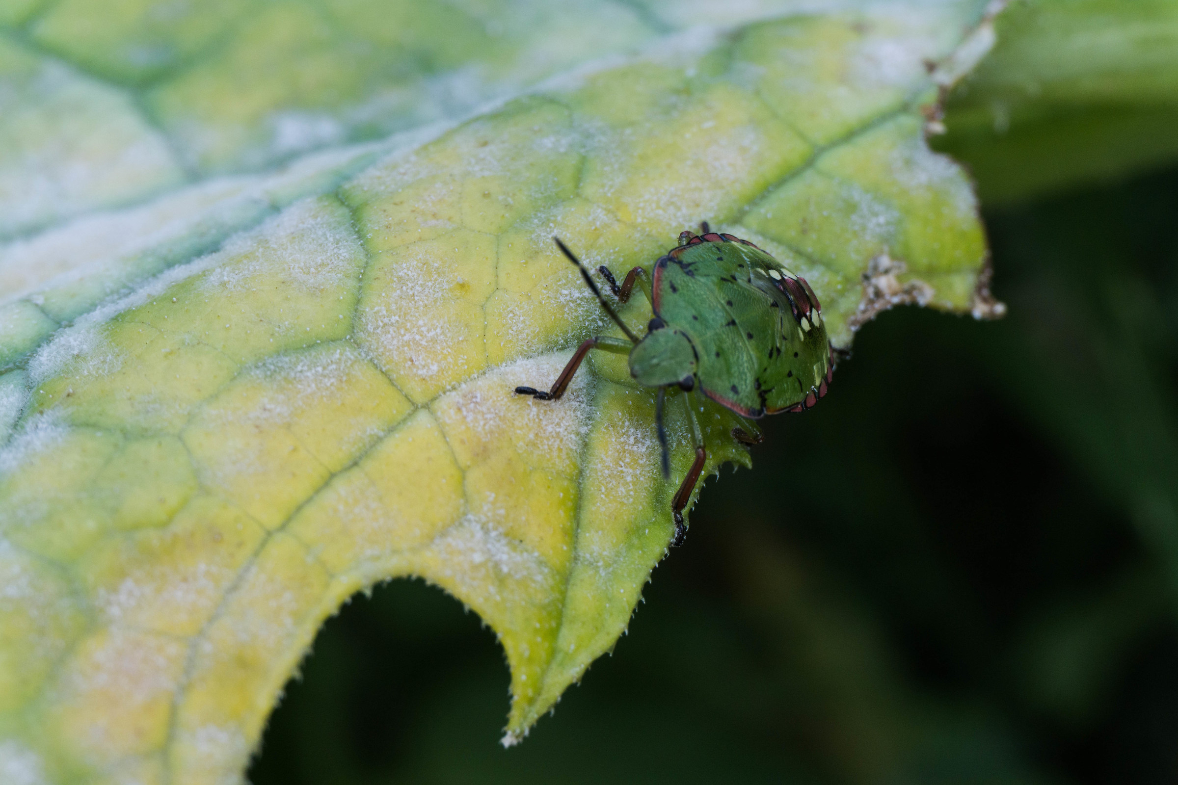 Bug in its fourth week of life