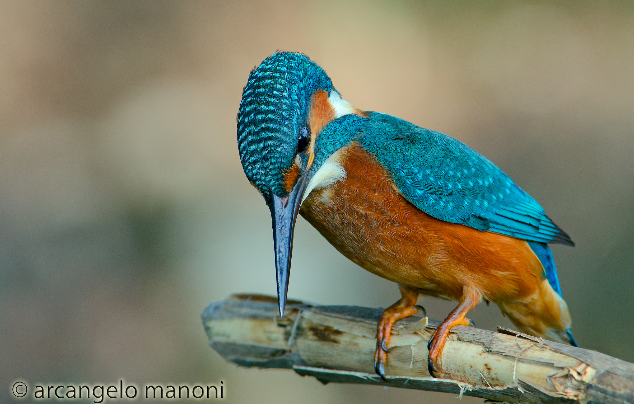 Concentrato nella pesca