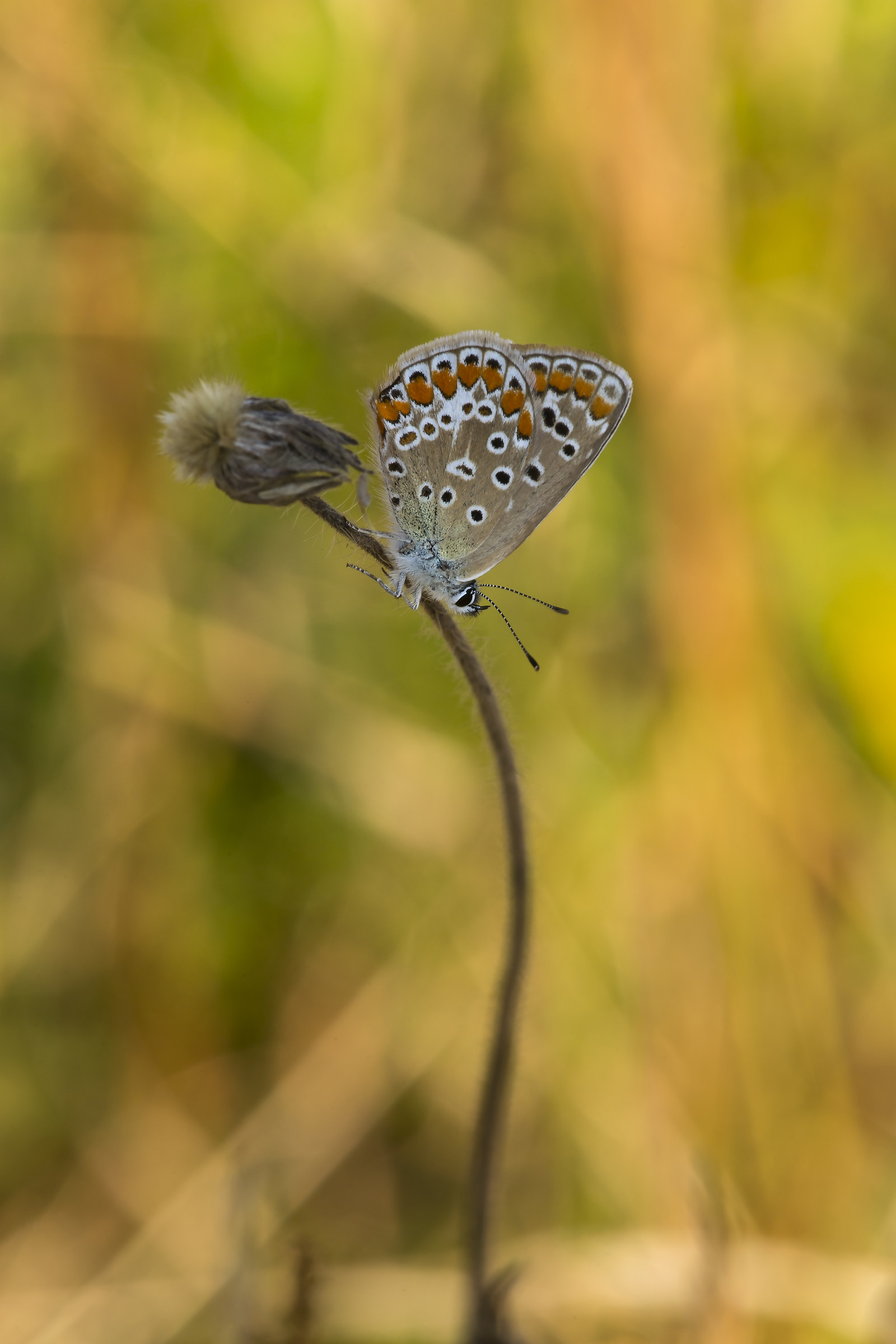Polyommatus icarus