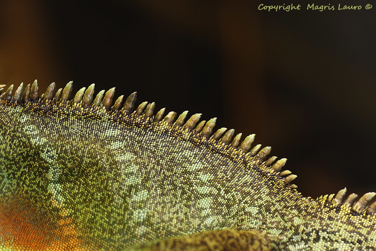 Dorsale del Dragone d'acqua verde