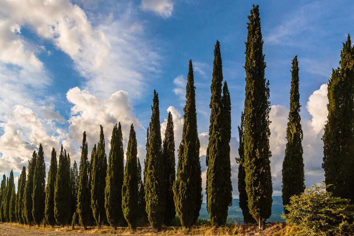 Cipressi toscani