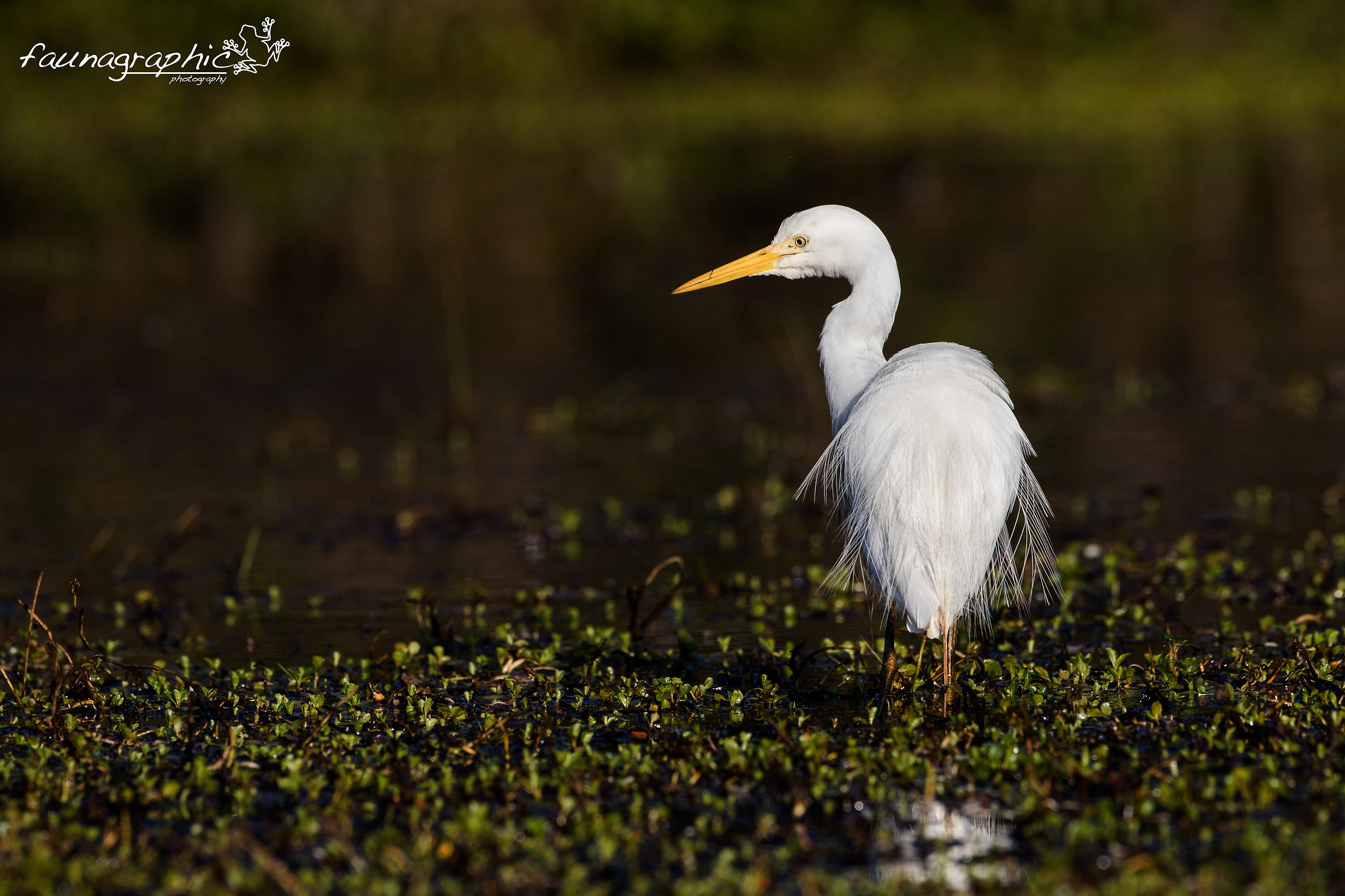 Egret in Habitat