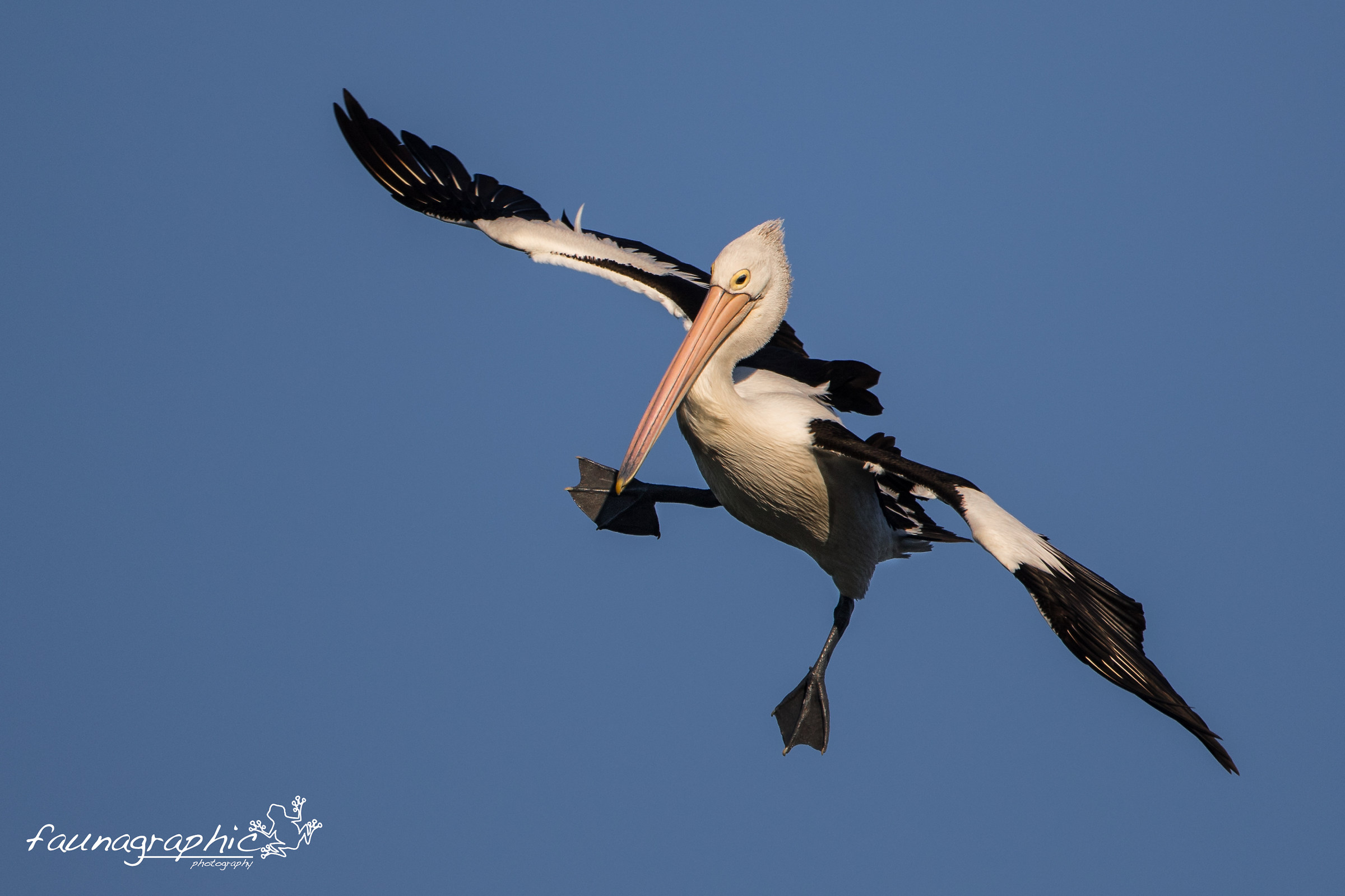 Pelican Landing