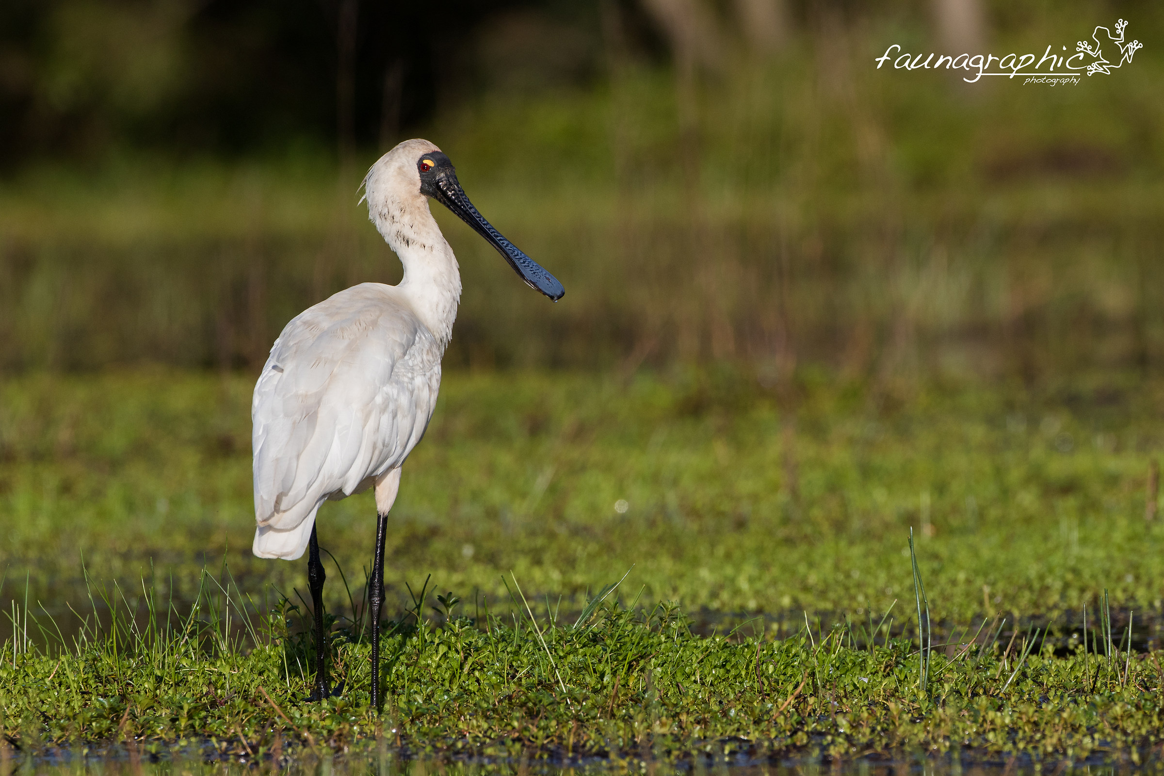 Royal Spoonbill in Habitat