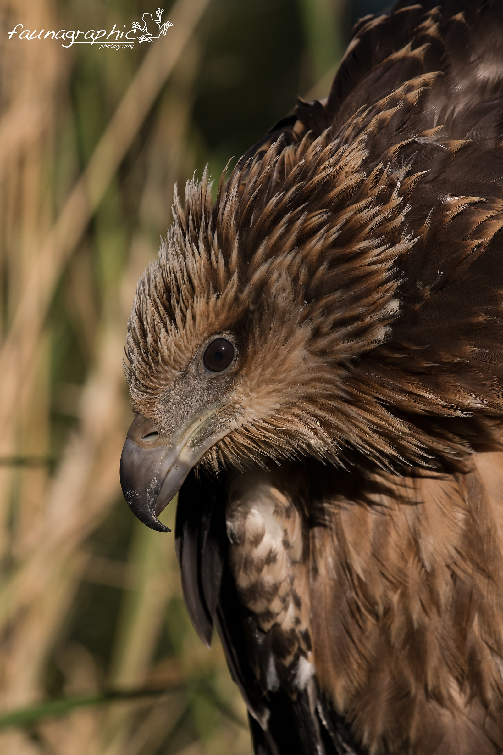 White Bellied Sea Eagle Chick
