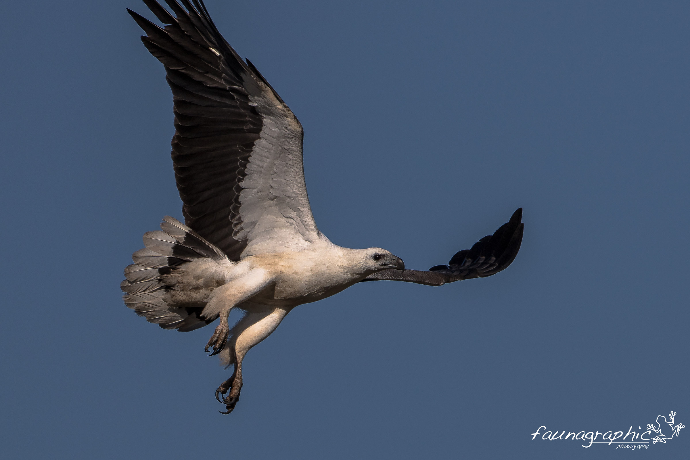 White Bellied Sea Eagle