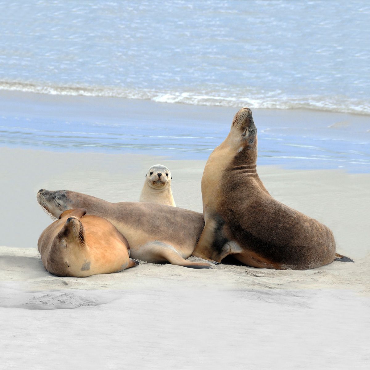 Kangaroo Island Adelaide